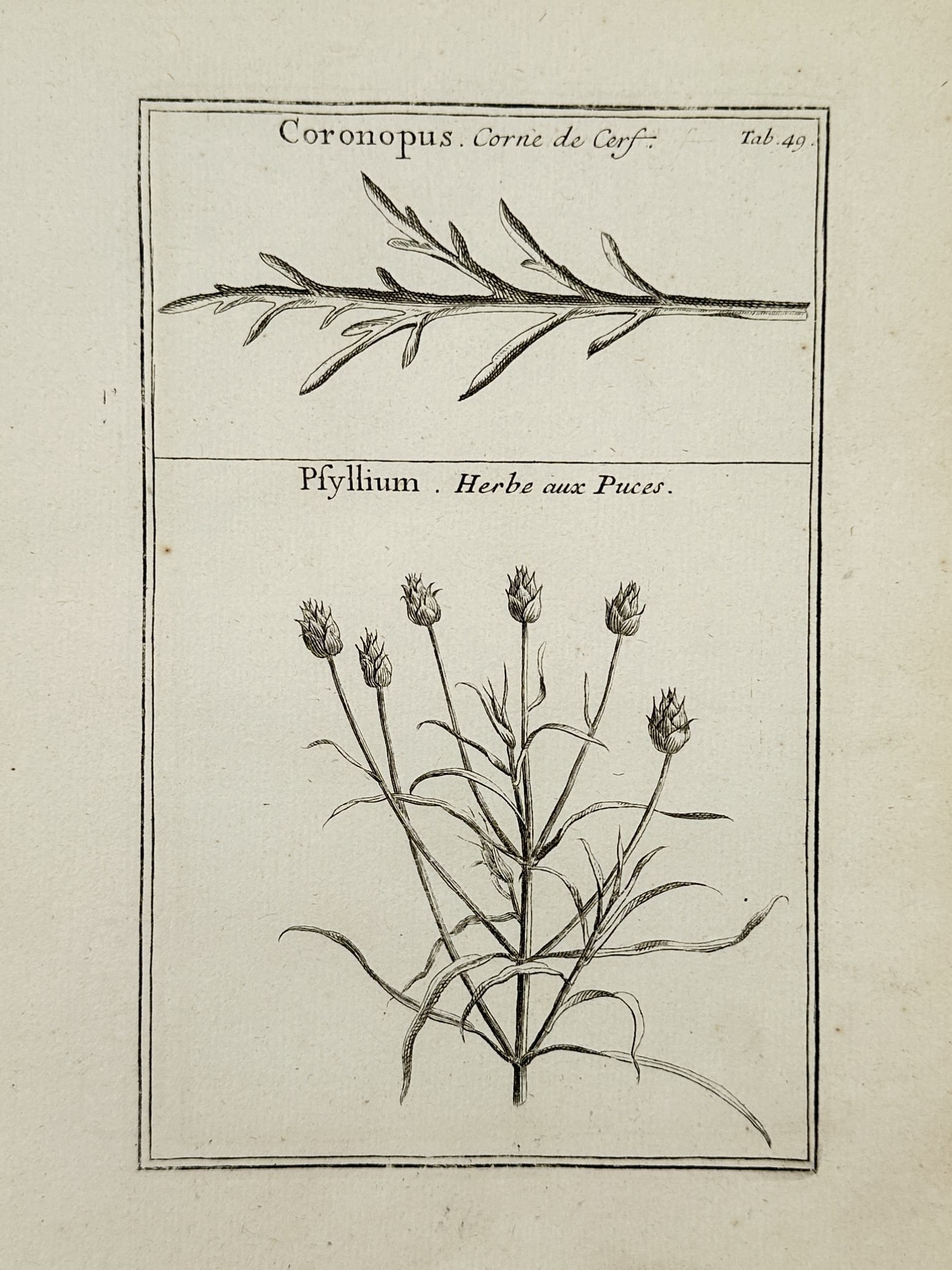 Joseph Pitton de Tournefort (1656-1708) – Swine's Cress and Fleawort – Engraving (1700) (1 of 2)