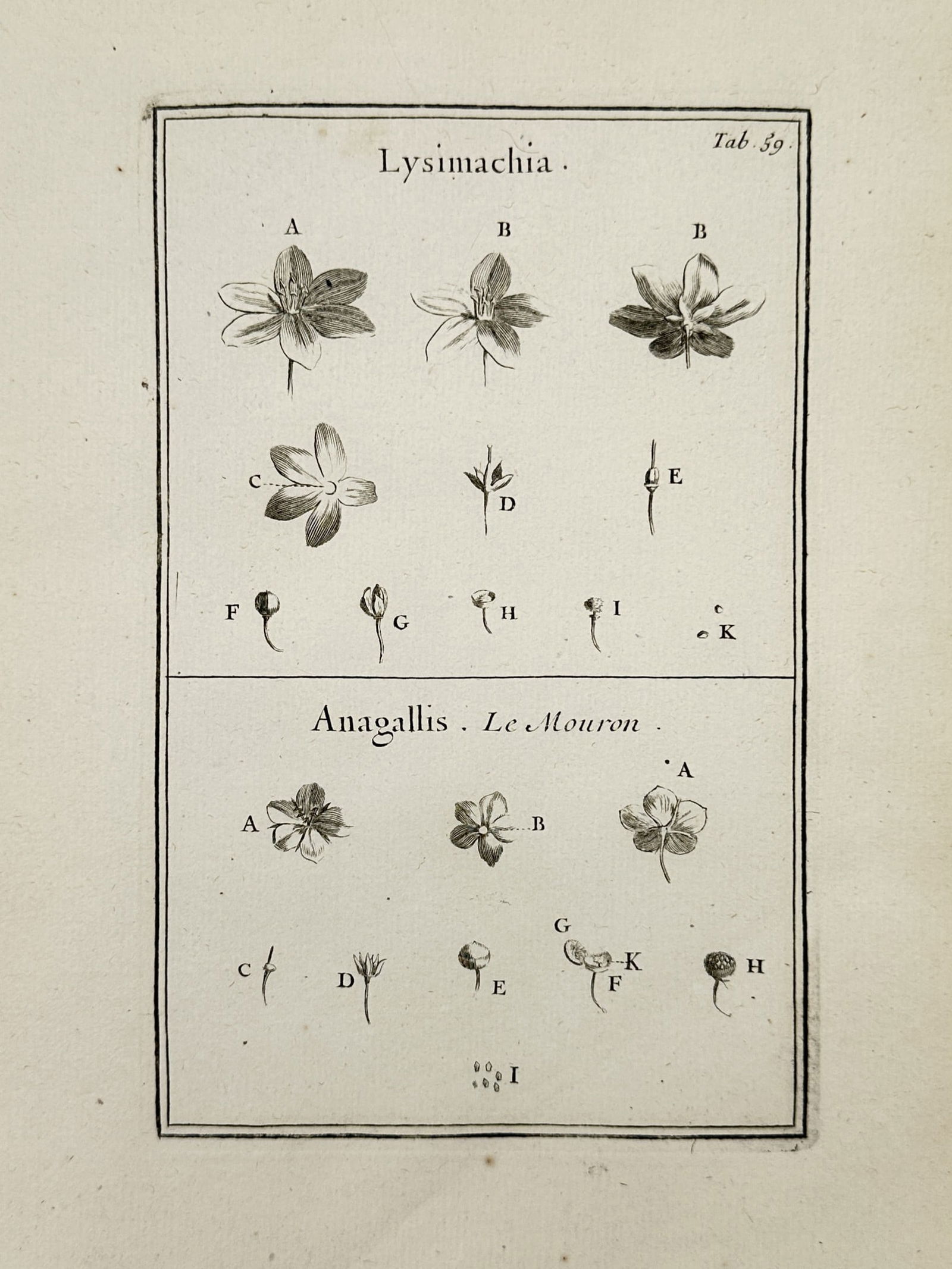 Joseph Pitton de Tournefort (1656-1708) – Loosestrife and Pimpernel – Engraving (1700) (1 of 2)