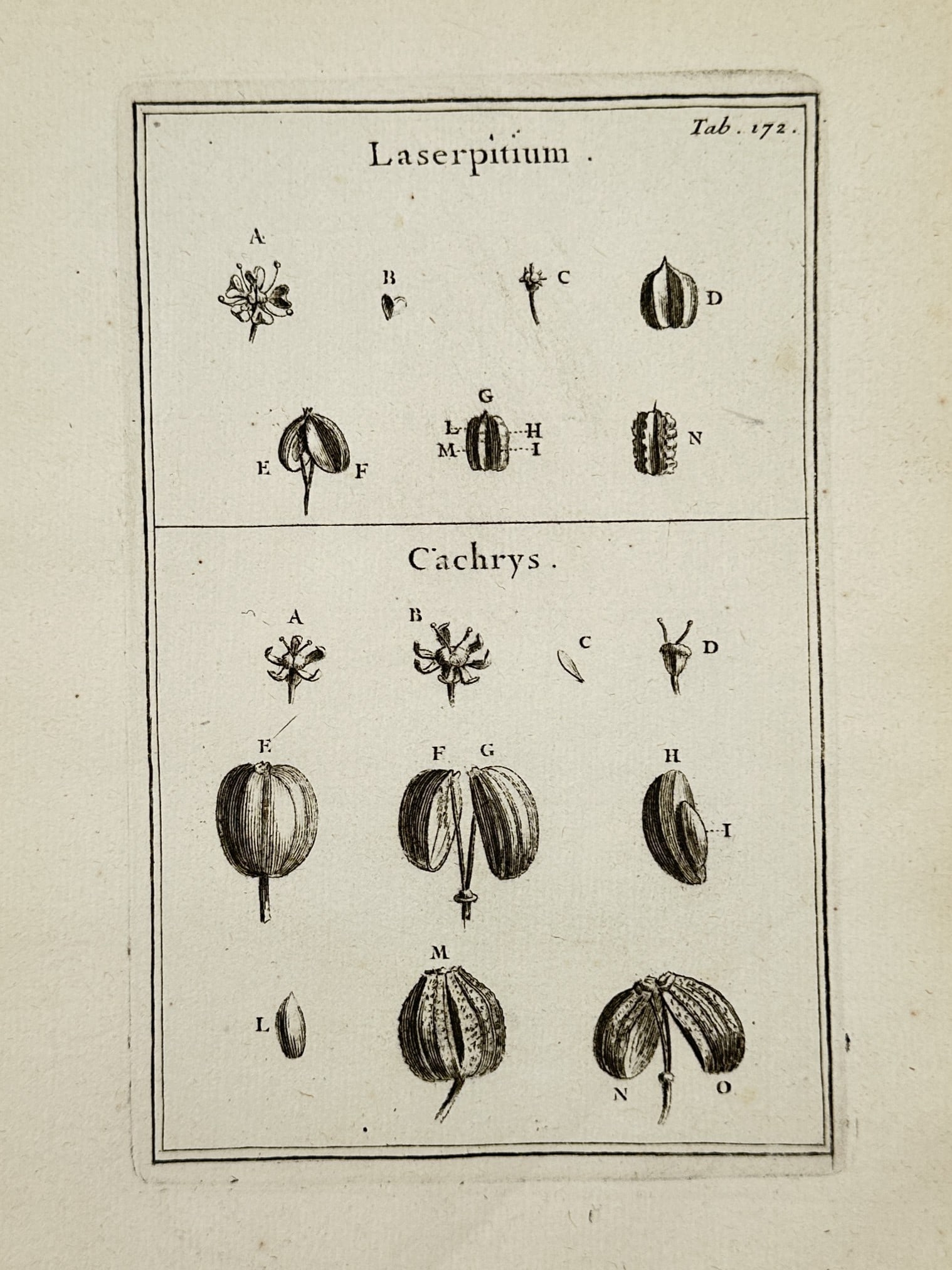 Joseph Pitton de Tournefort (1656-1708) – Laserwort and Cachrys – Engraving (1700) (1 of 2)