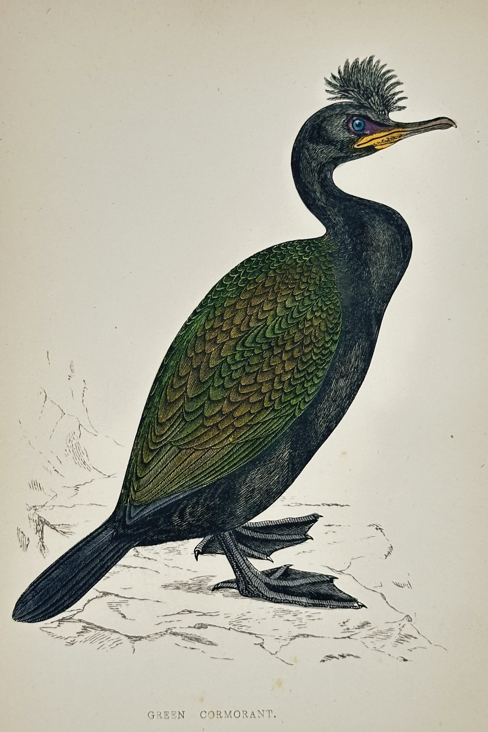 Francis Orpen Morris (1810–1893) – Green Cormorant – Hand-coloured engraving (1851–1857) (1 of 2)