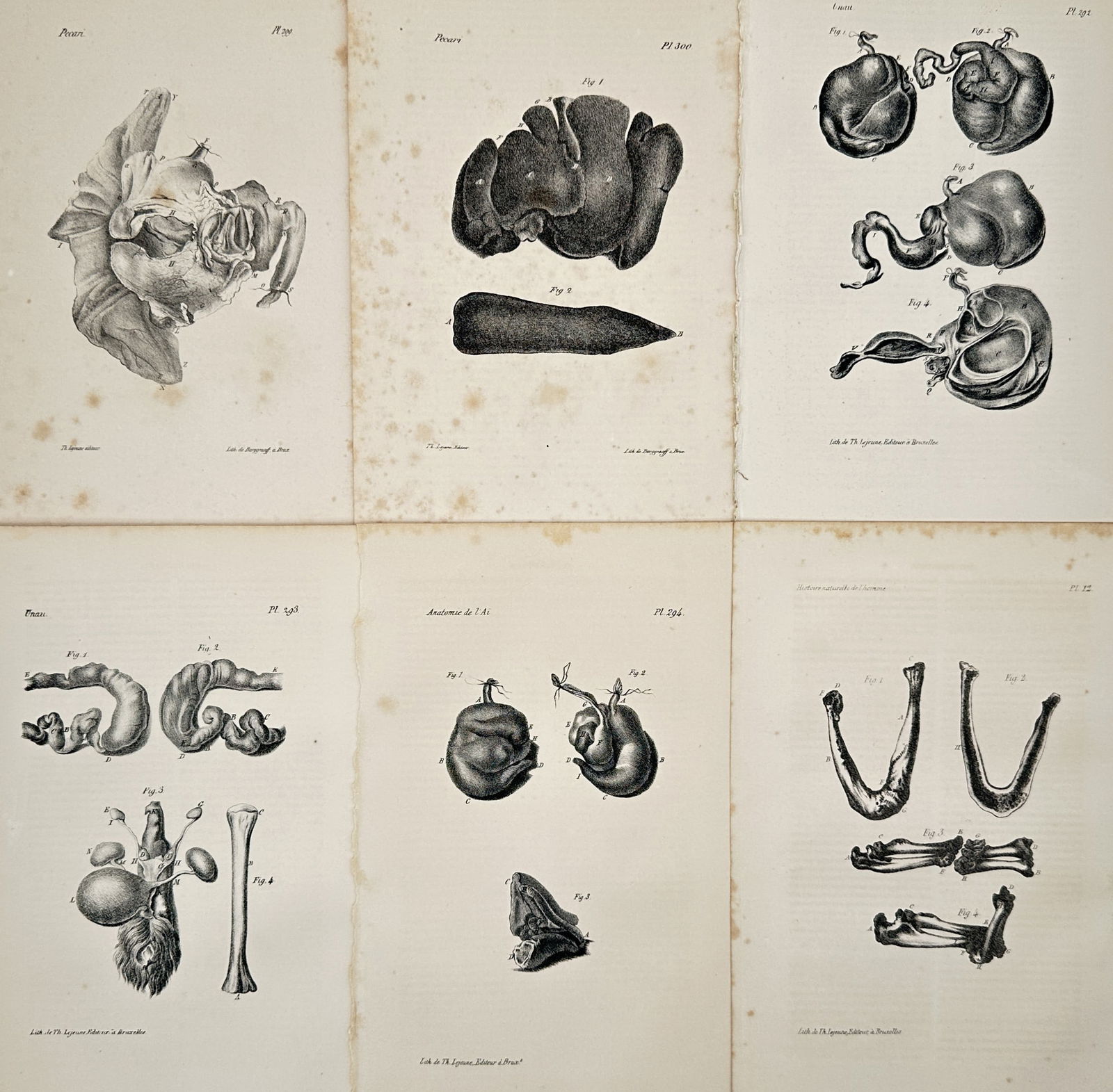 Georges-Louis Leclerc Comte de Buffon – Set of 6: Anatomical Studies of Animals and Human Anatomy (1 of 2)