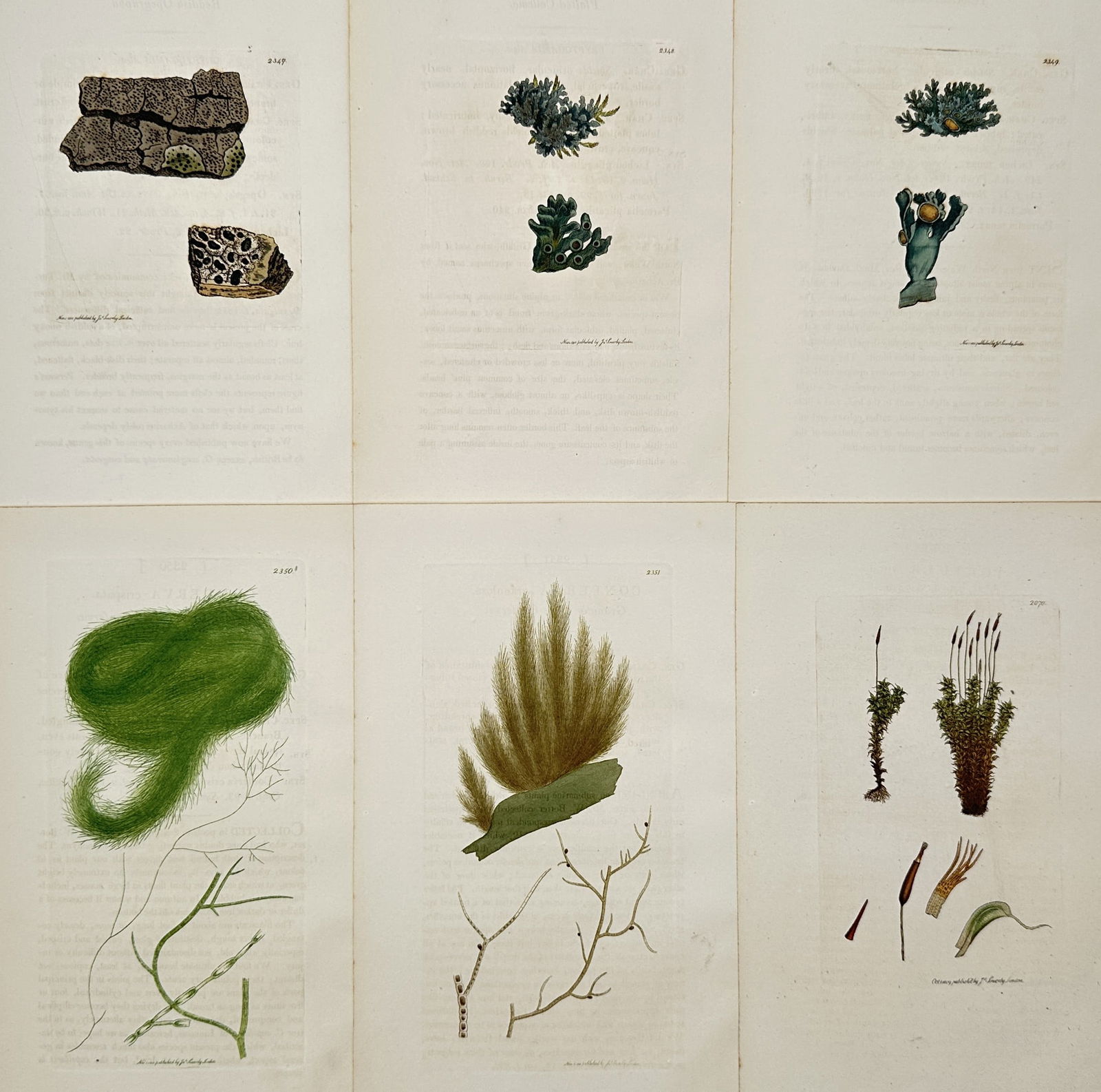 James Sowerby – Set of 6: Botanical Studies of Mosses and Lichens – Hand-coloured engraving (1 of 2)