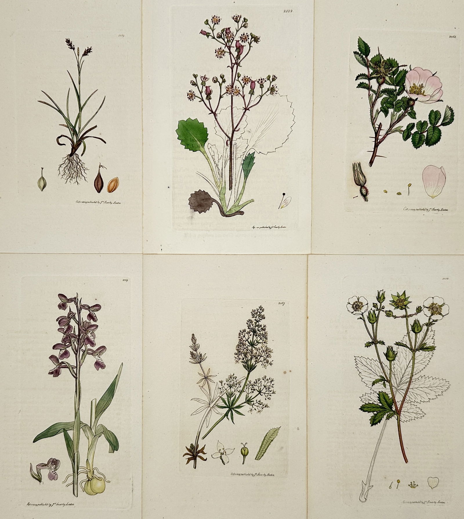 James Sowerby – Set of 6: Botanical Studies of Wildflowers and Orchids – Hand-coloured engraving (1 of 2)