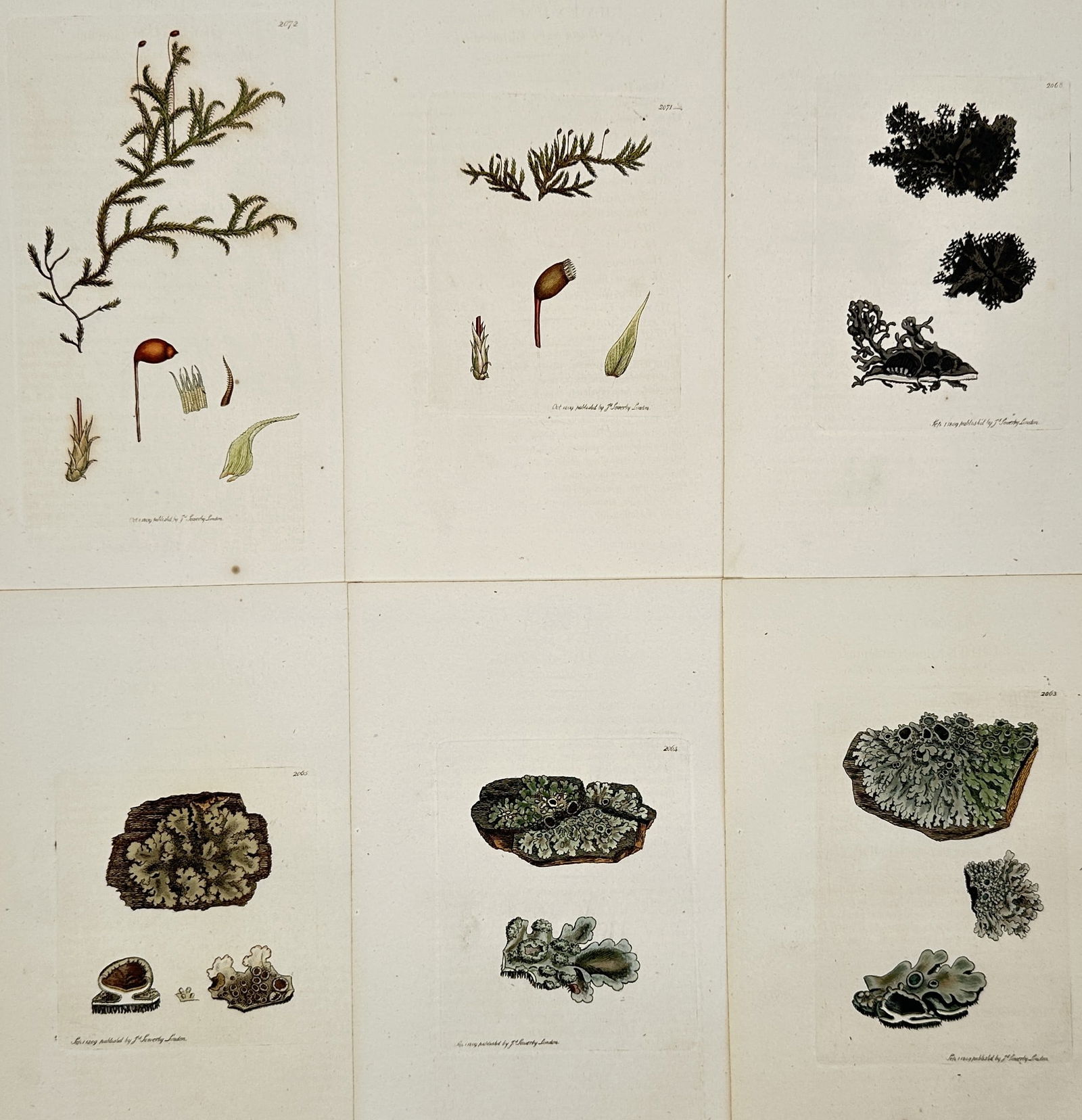 James Sowerby – Set of 6: Botanical Studies of Lichens and Mosses – Hand-coloured engraving (1 of 2)
