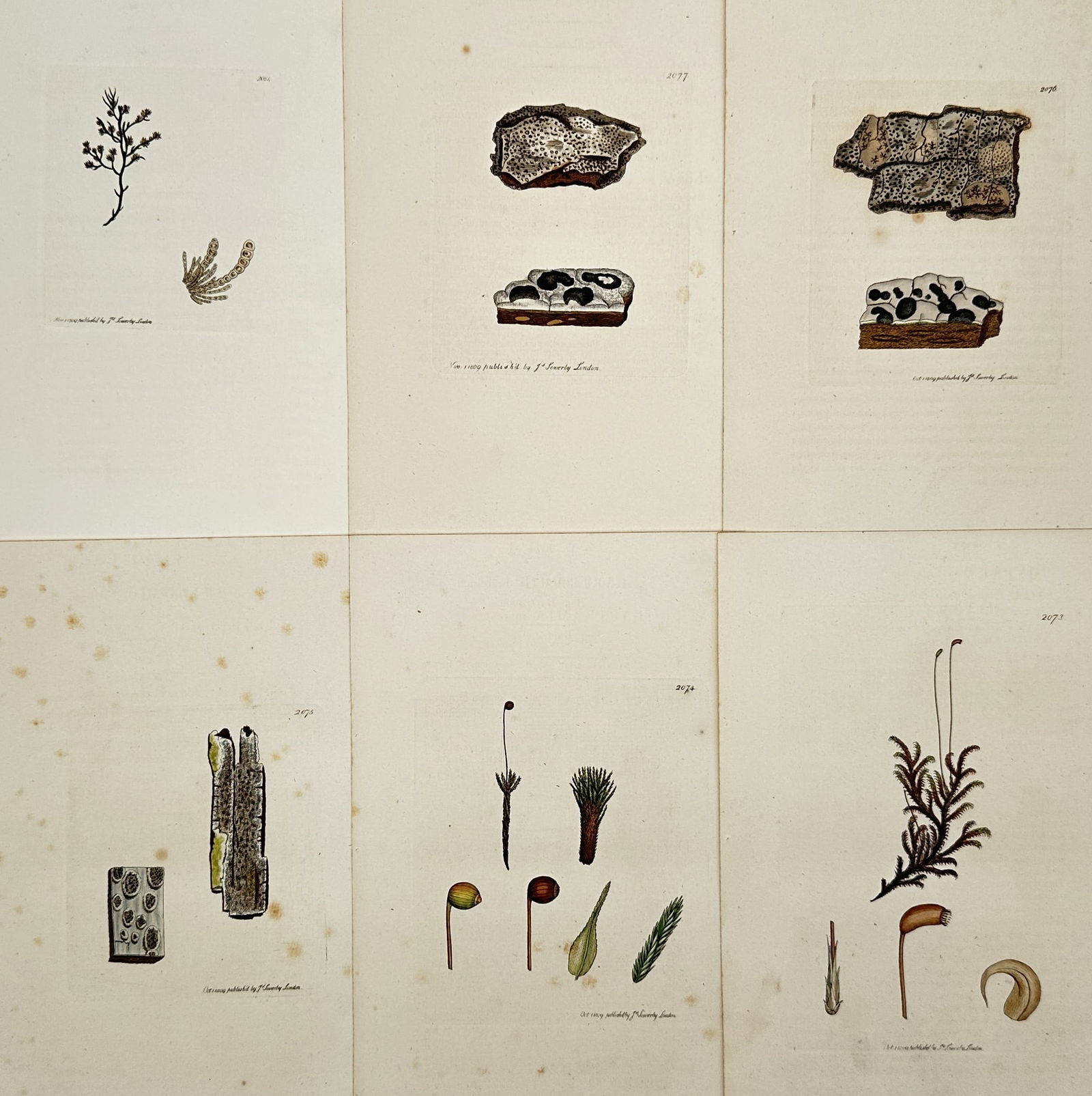 James Sowerby – Set of 6: Botanical Studies of Algae and Fungi – Hand-coloured engraving (1790): "Botanical Studies of Algae and Fungi" is a series of six hand-coloured engravings showcasing various lower plant forms, including marine algae and different types of lichenous fungi. These plates ori