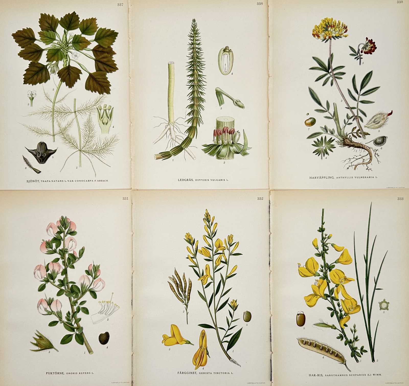 Carl Lindman (1856-1928) – Set of 6: Botanical Studies of Water Chestnuts and Flowering Legumes (1 of 2)