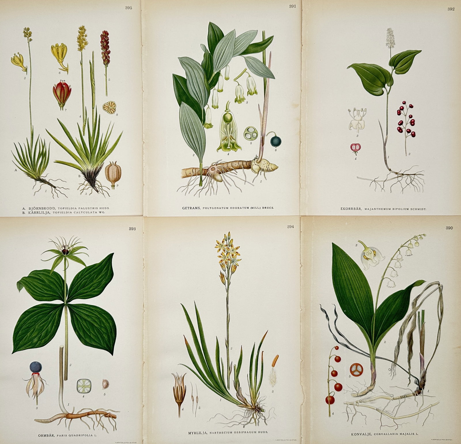 Carl Lindman (1856-1928) – Set of 6: Botanical Studies of Lilies and Forest Herbs – Lithograph (1 of 2)