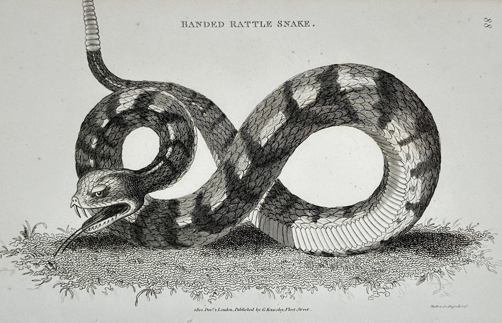 George Shaw (1751-1813) – Banded Rattle Snake – Engraving (1801) (1 of 2)