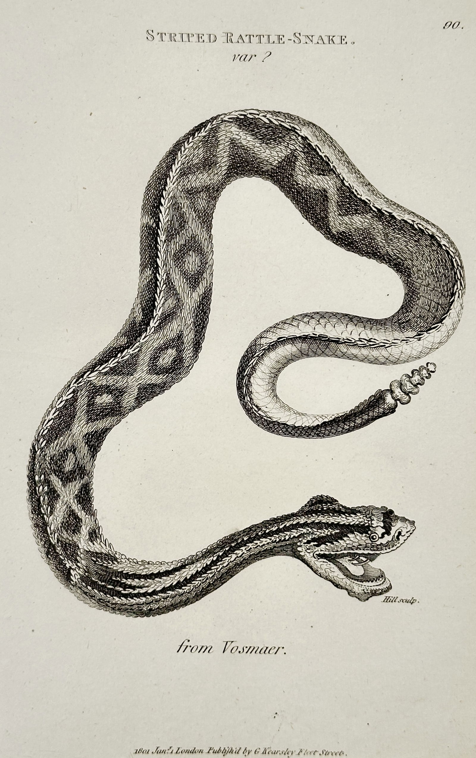 George Shaw (1751-1813) – Striped Rattle Snake – Engraving (1801): "Striped Rattle Snake" is a copper engraving depicting a rattlesnake in a winding pose with its mouth agape, illustrating its distinctive pattern and rattle. This plate was published in the General Zo