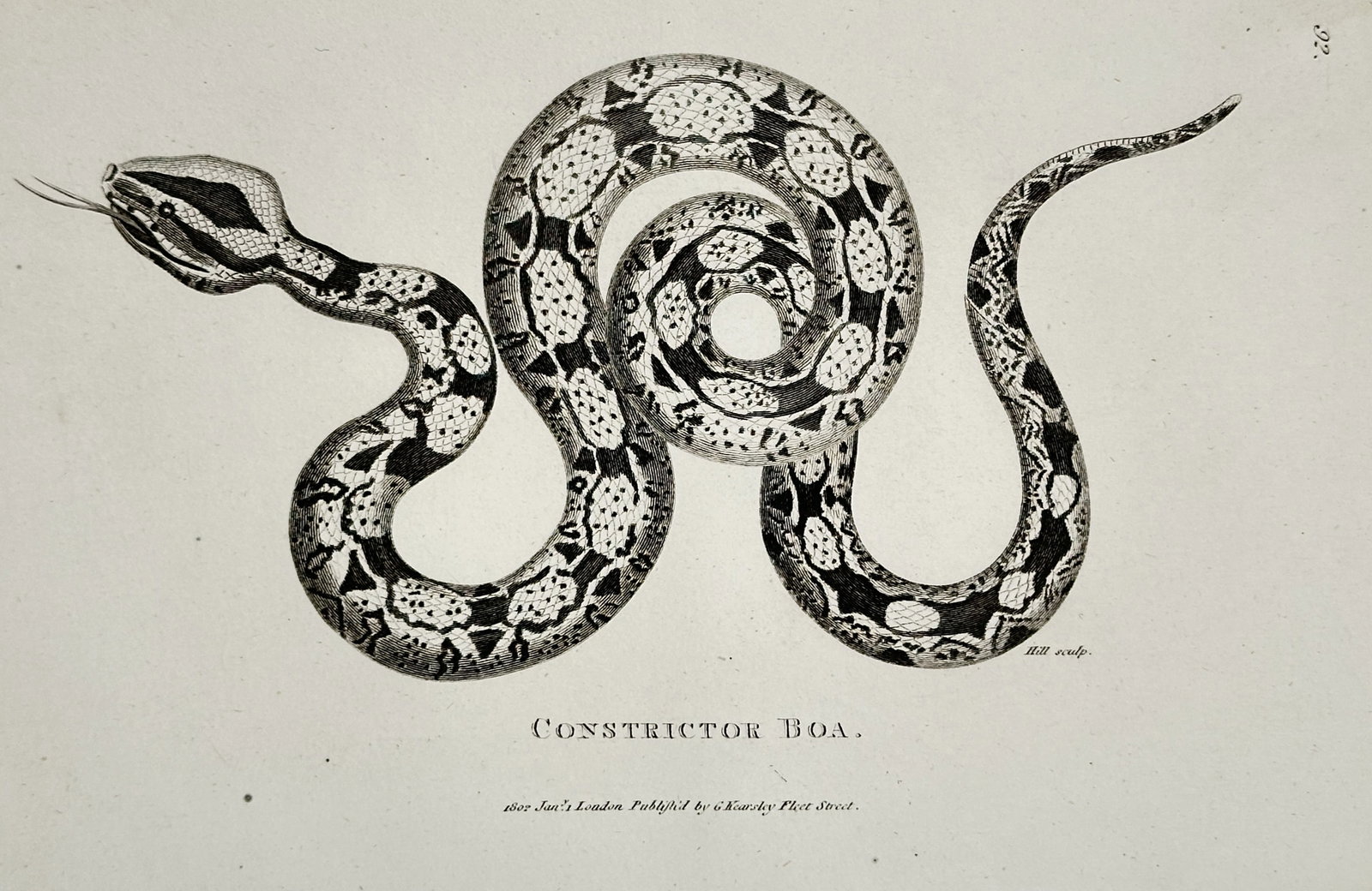George Shaw (1751-1813) – Constrictor Boa – Engraving (1801) (1 of 2)