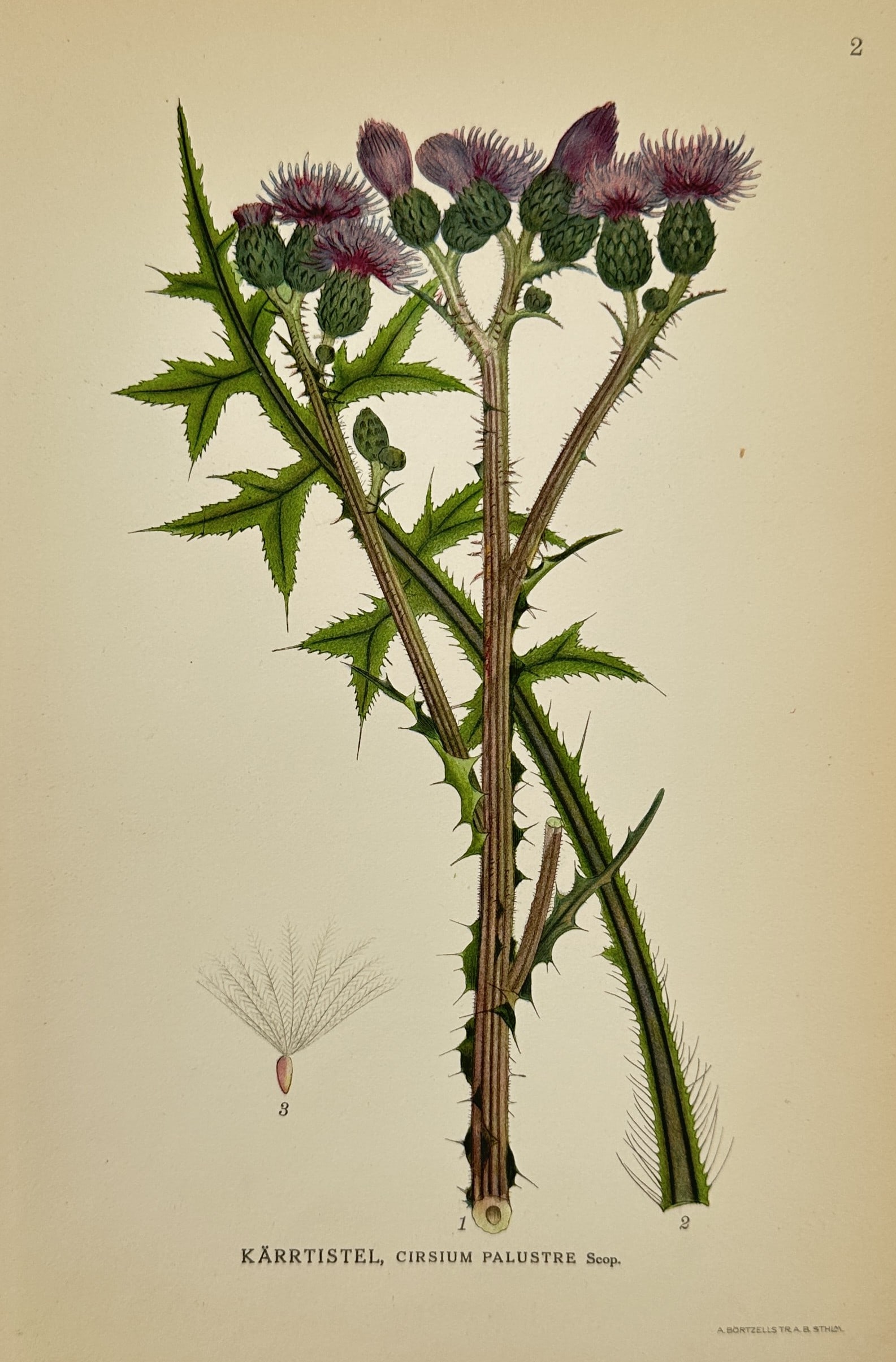 Carl Lindman (1856-1928) – Marsh Thistle – Lithograph (1901) (1 of 2)