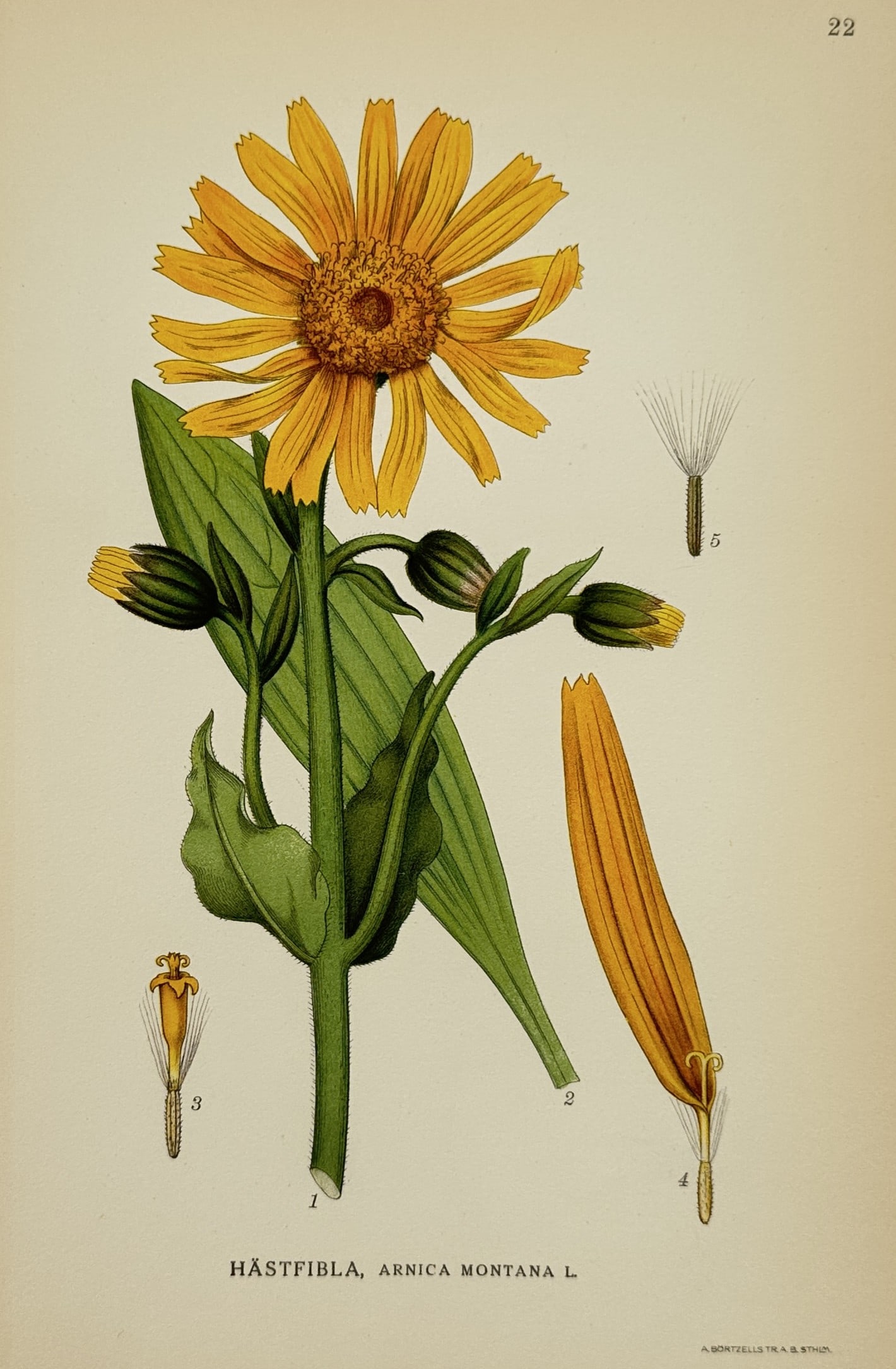 Carl Lindman (1856-1928) – Arnica – Lithograph (1901) (1 of 2)
