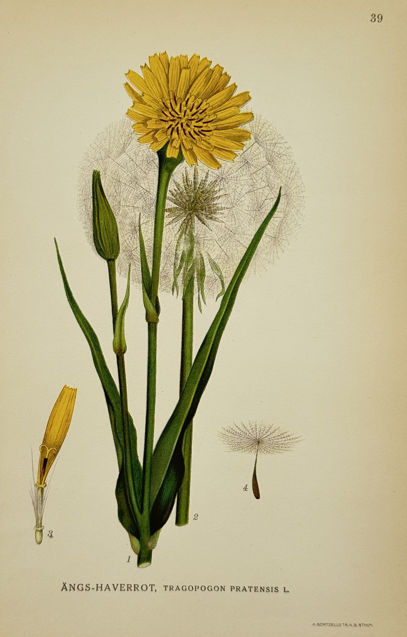 Carl Lindman (1856-1928) – Meadow Salsify – Lithograph (1901) (1 of 2)