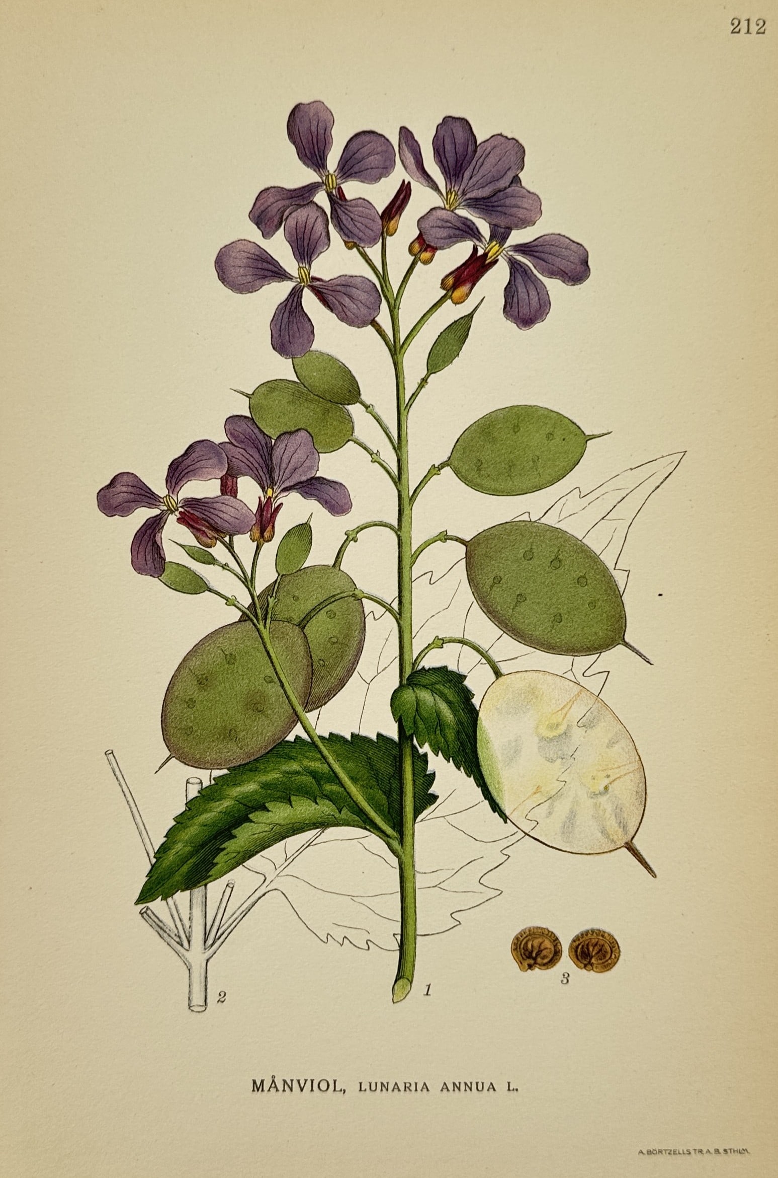 Carl Lindman (1856-1928) – Honesty – Lithograph (1901) (1 of 2)