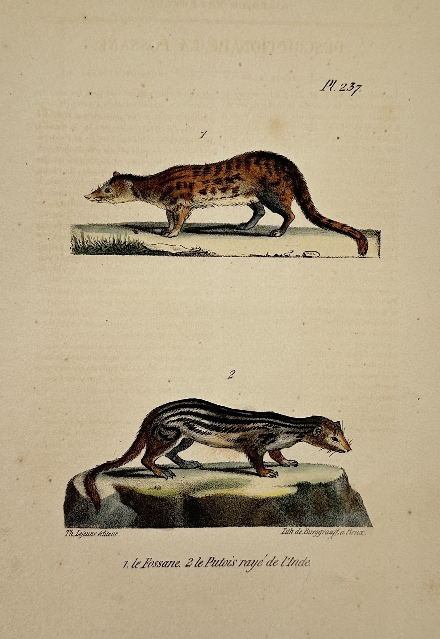 Georges-Louis Leclerc Comte de Buffon – Fossa and Striped Weasel – Lithograph (19th Century) (1 of 2)