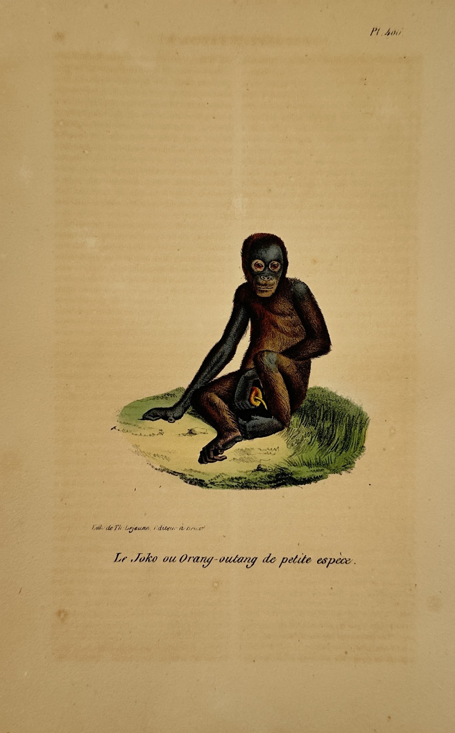 Georges-Louis Leclerc Comte de Buffon – Orangutan – Lithograph (19th Century) (1 of 2)