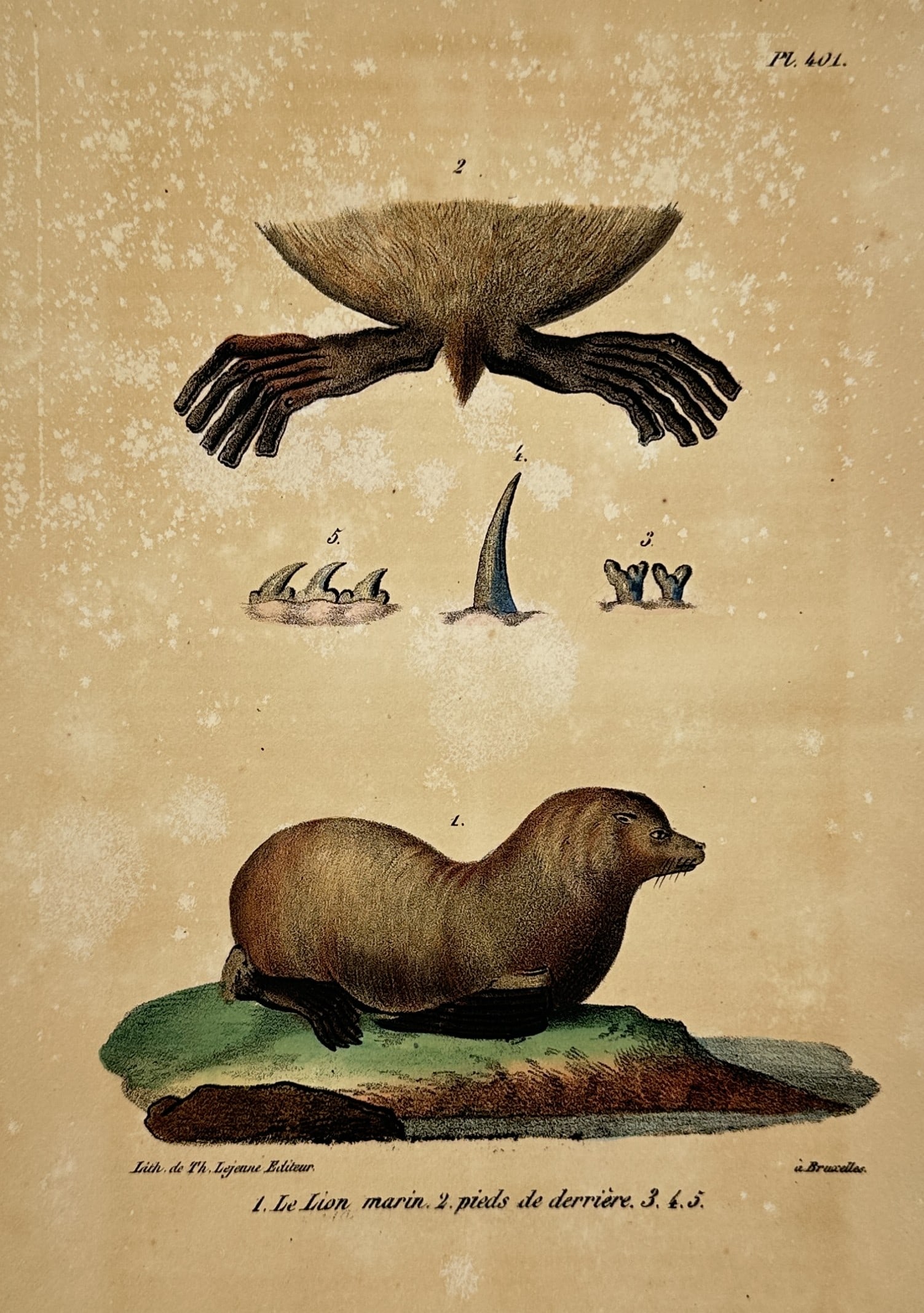 Georges-Louis Leclerc Comte de Buffon – South American Sea Lion – Lithograph (19th Century) (1 of 2)