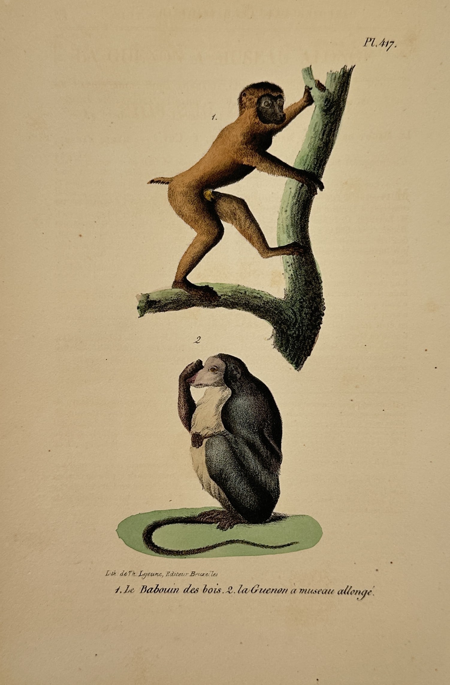 Georges-Louis Leclerc Comte de Buffon – Drill and Lesula – Lithograph (19th Century) (1 of 2)