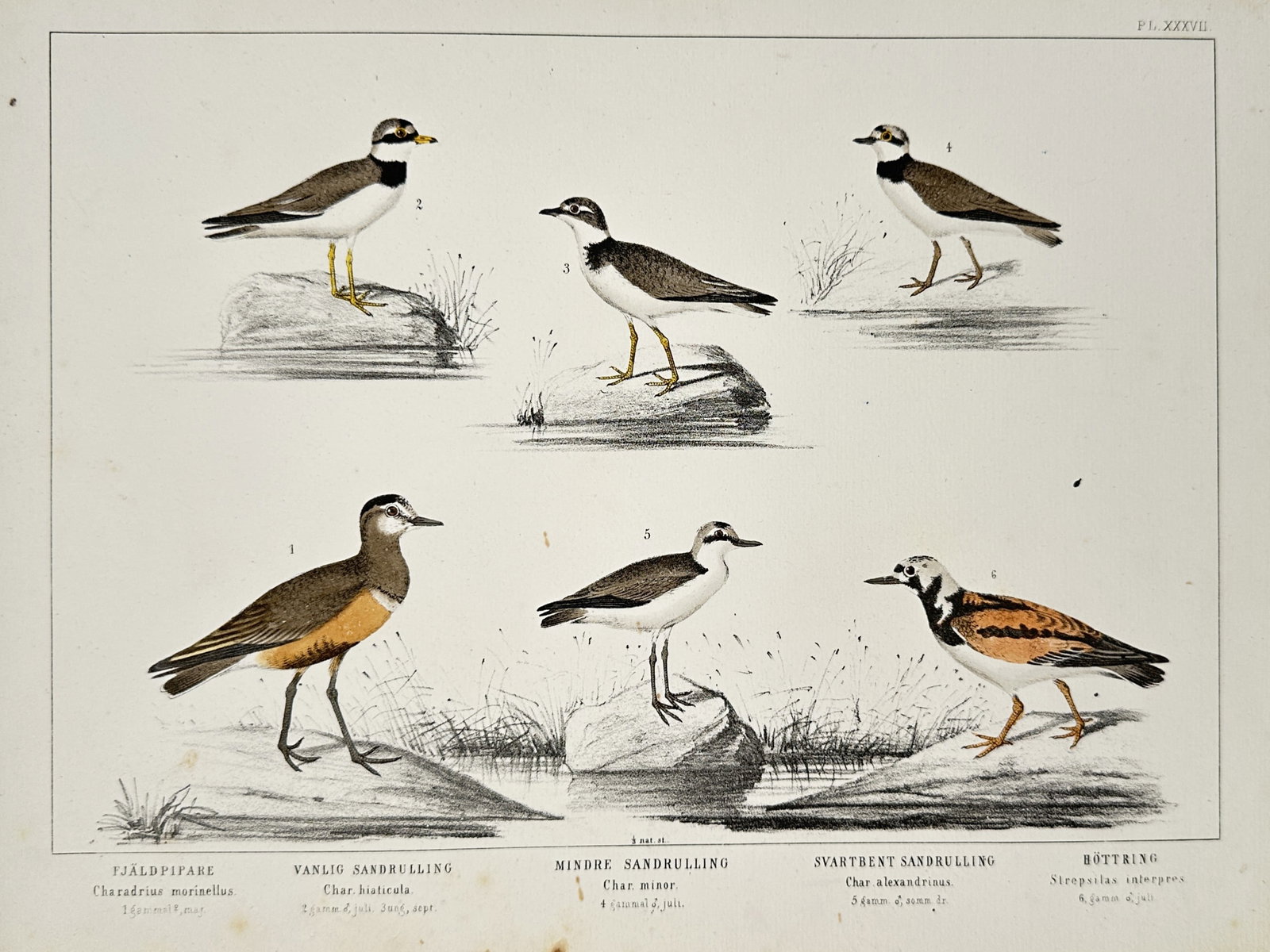 Peter Akerlund (1811-1877) – Plovers and Turnstone – Lithograph (1859) (1 of 2)