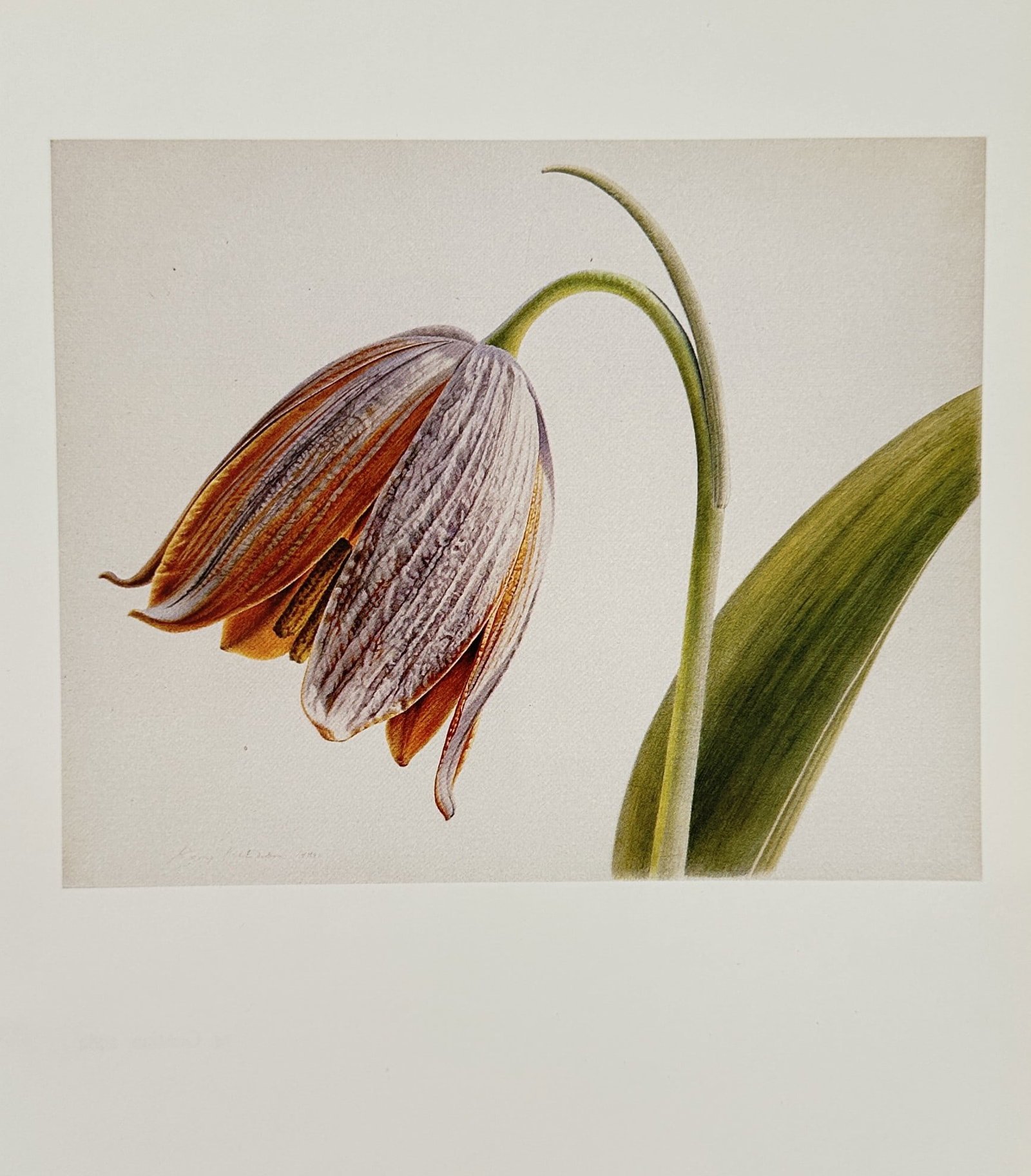 Rory McEwen (1932-1982), after – Nodding bloom of a snake's head – Offset print (20th) (1 of 2)