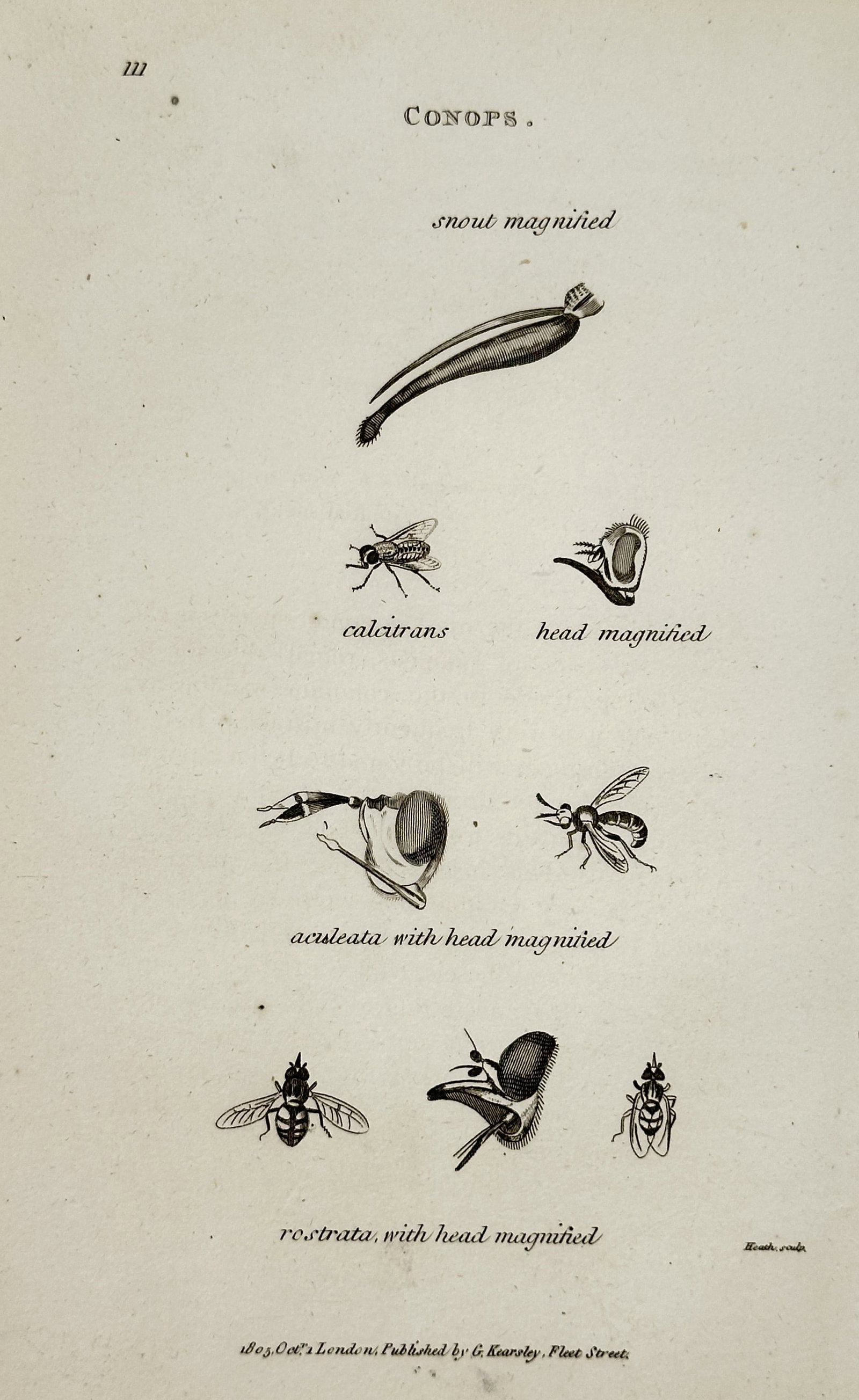 George Shaw (1751-1813) – Study of the Thick-headed Fly – Engraving (1805) (1 of 2)