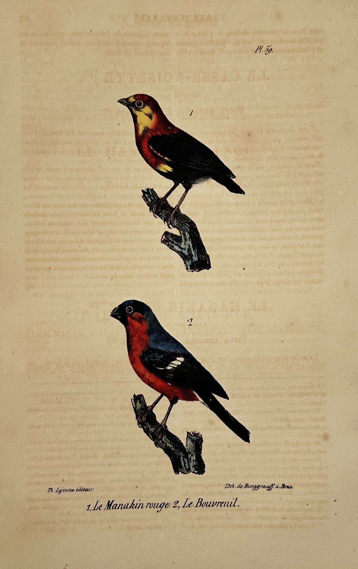 Georges-Louis Leclerc Comte de Buffon – Ornithological Study of the Red Manakin and the Bullfinch (1 of 2)