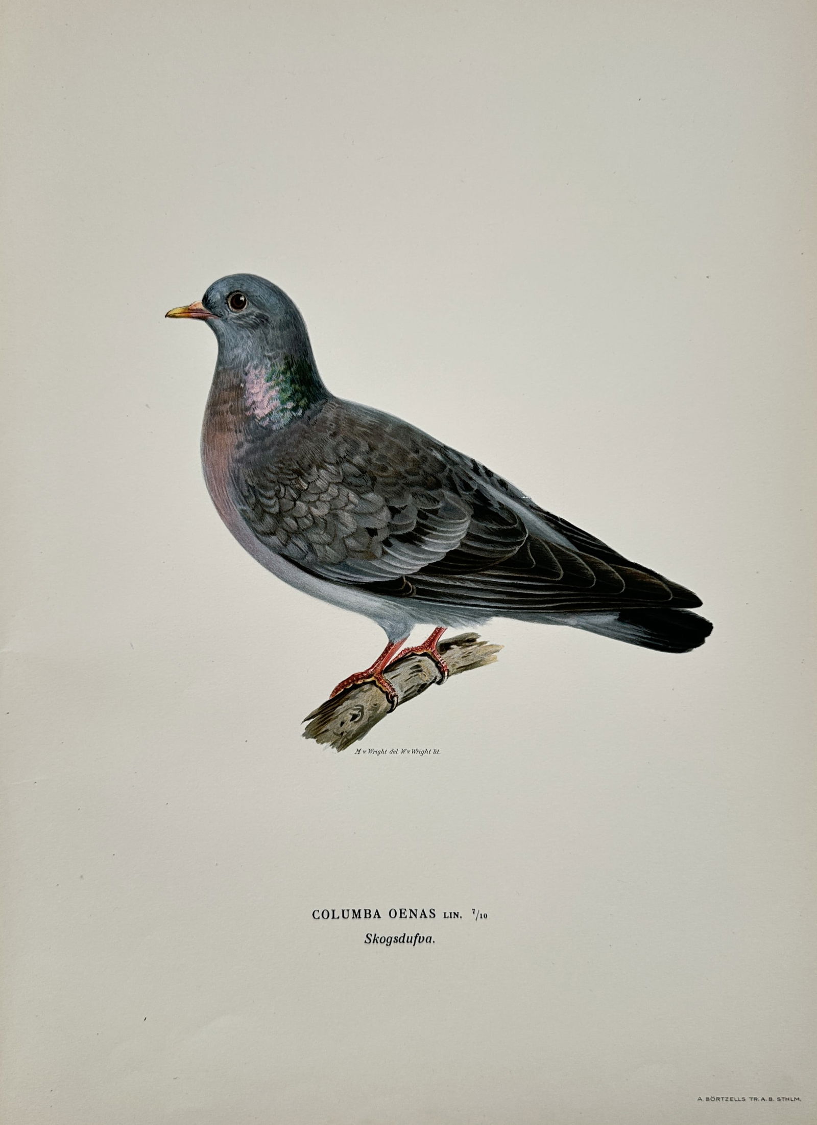 Magnus von Wright (1805-1867) – Stock Dove – Lithograph (1920s) (1 of 2)