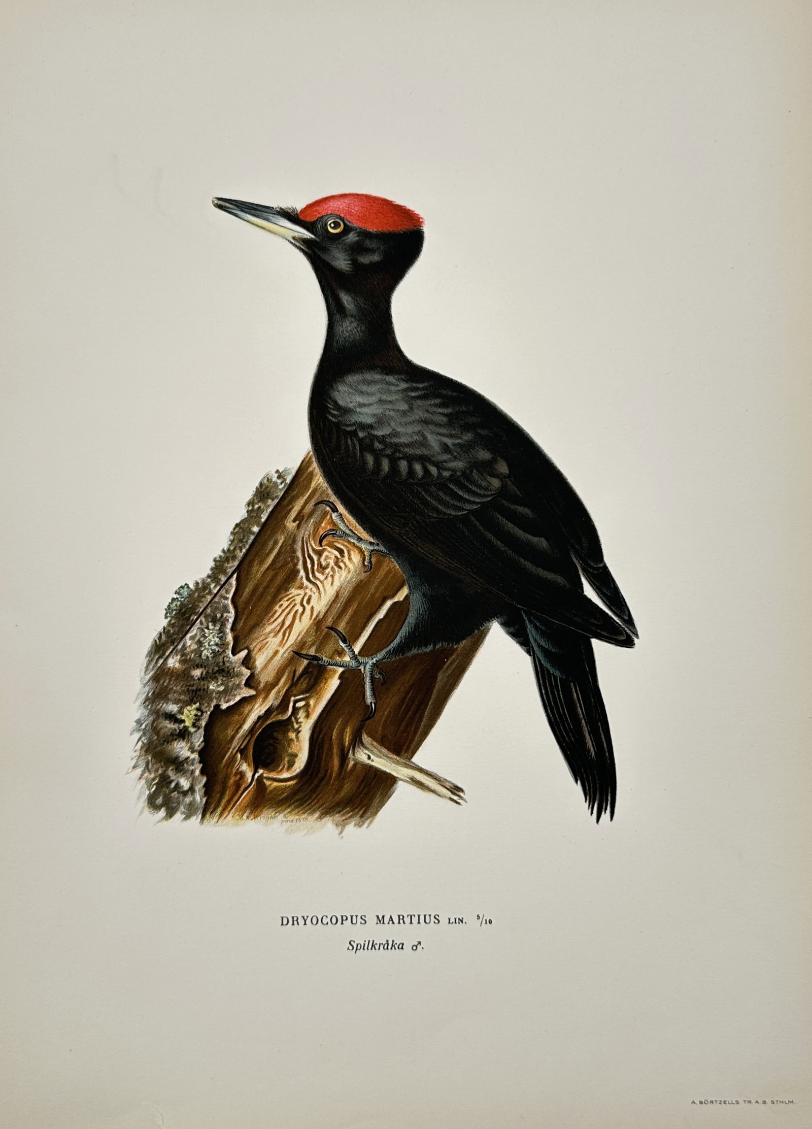 Magnus von Wright (1805-1867) – Black Woodpecker – Lithograph (1920s) (1 of 2)