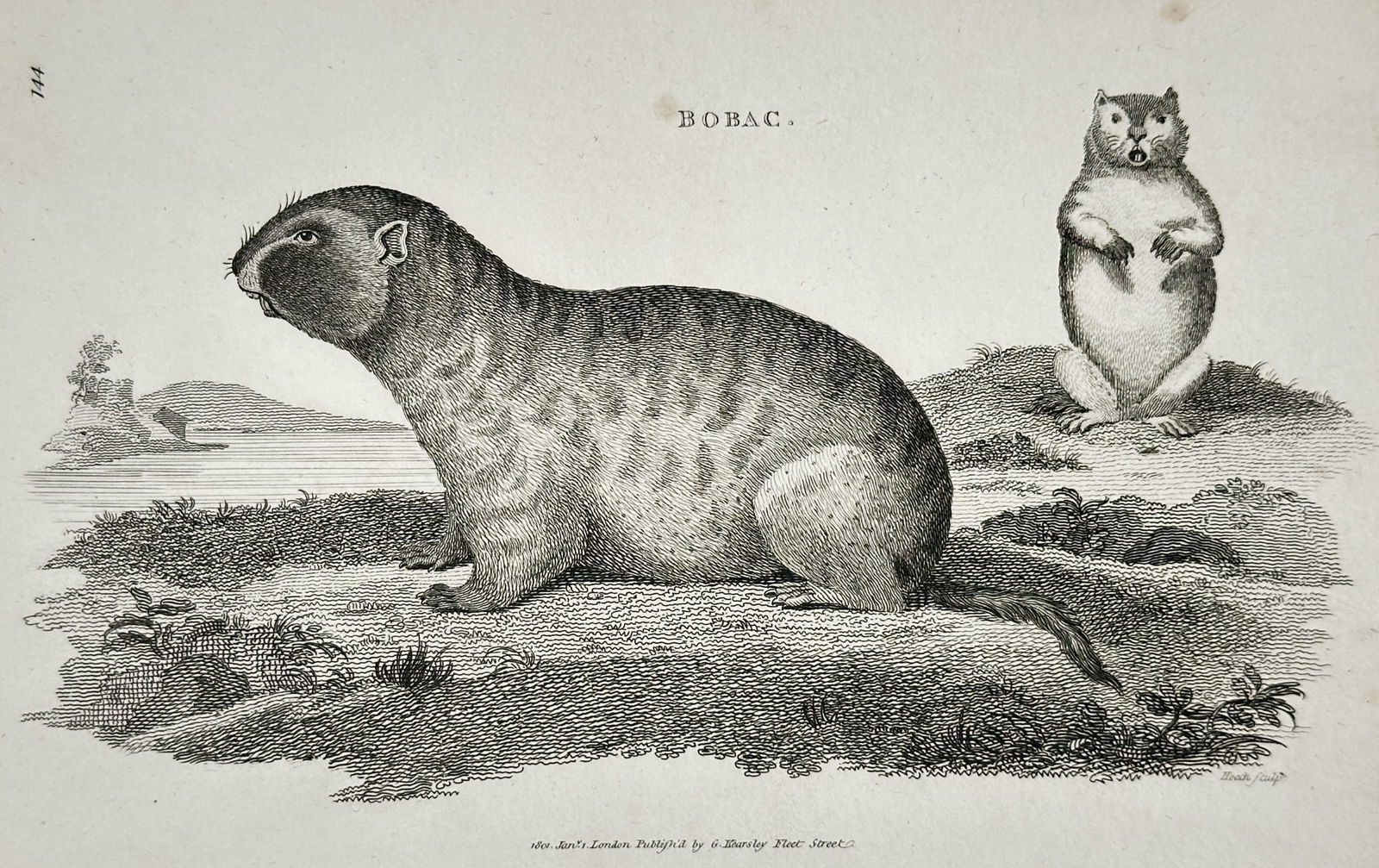 George Shaw (1751–1813) – Bobac – engraving (1801) (1 of 2)