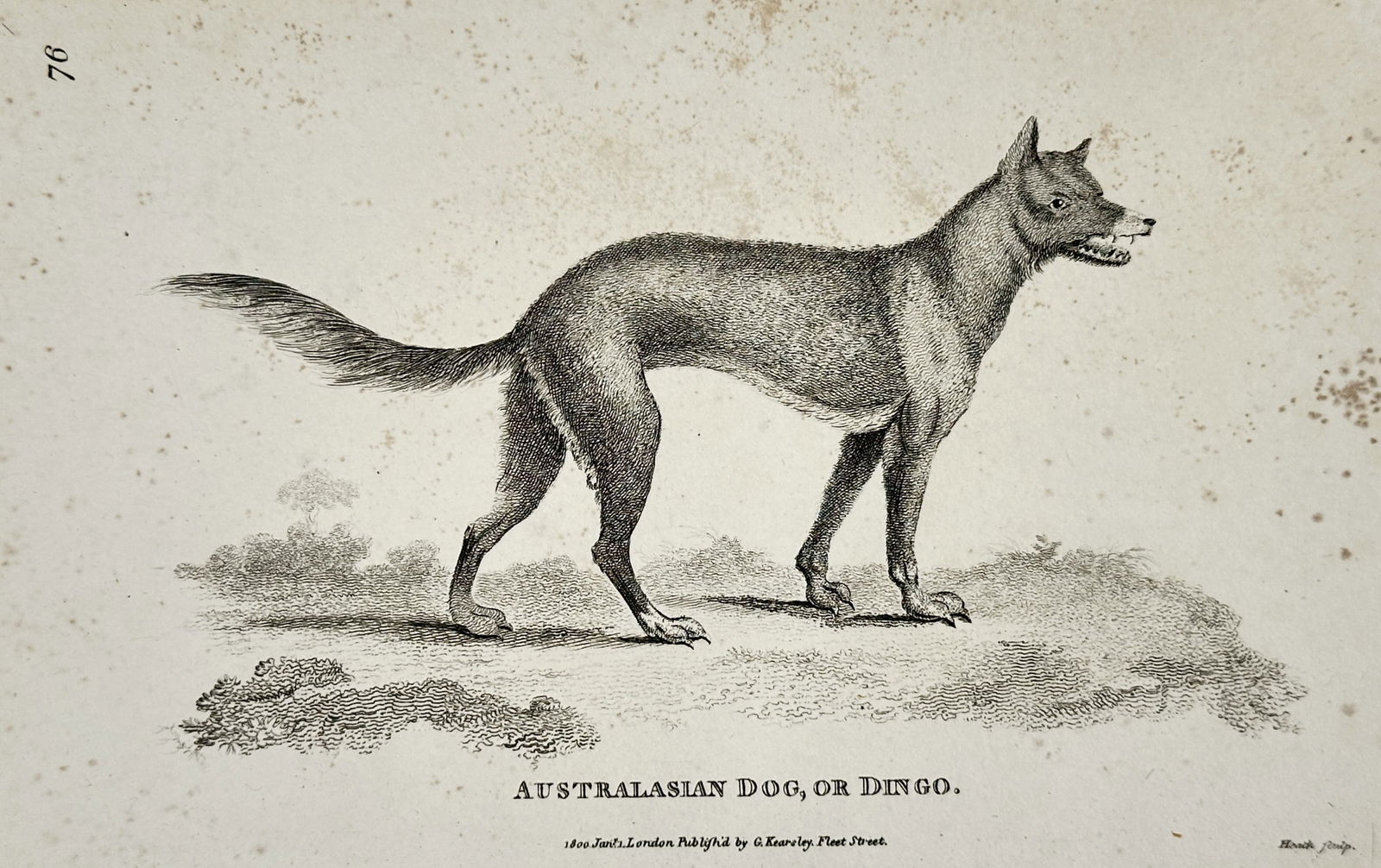 George Shaw (1751–1813) – Australasian Dog, or Dingo – engraving (1800) (1 of 2)