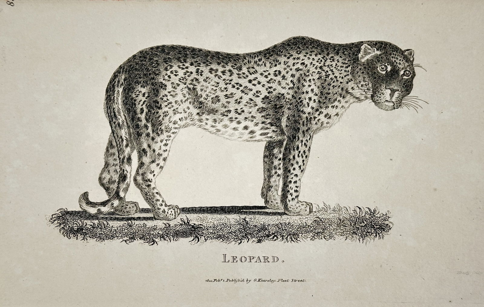 George Shaw (1751–1813) – Leopard – engraving (1800) (1 of 2)