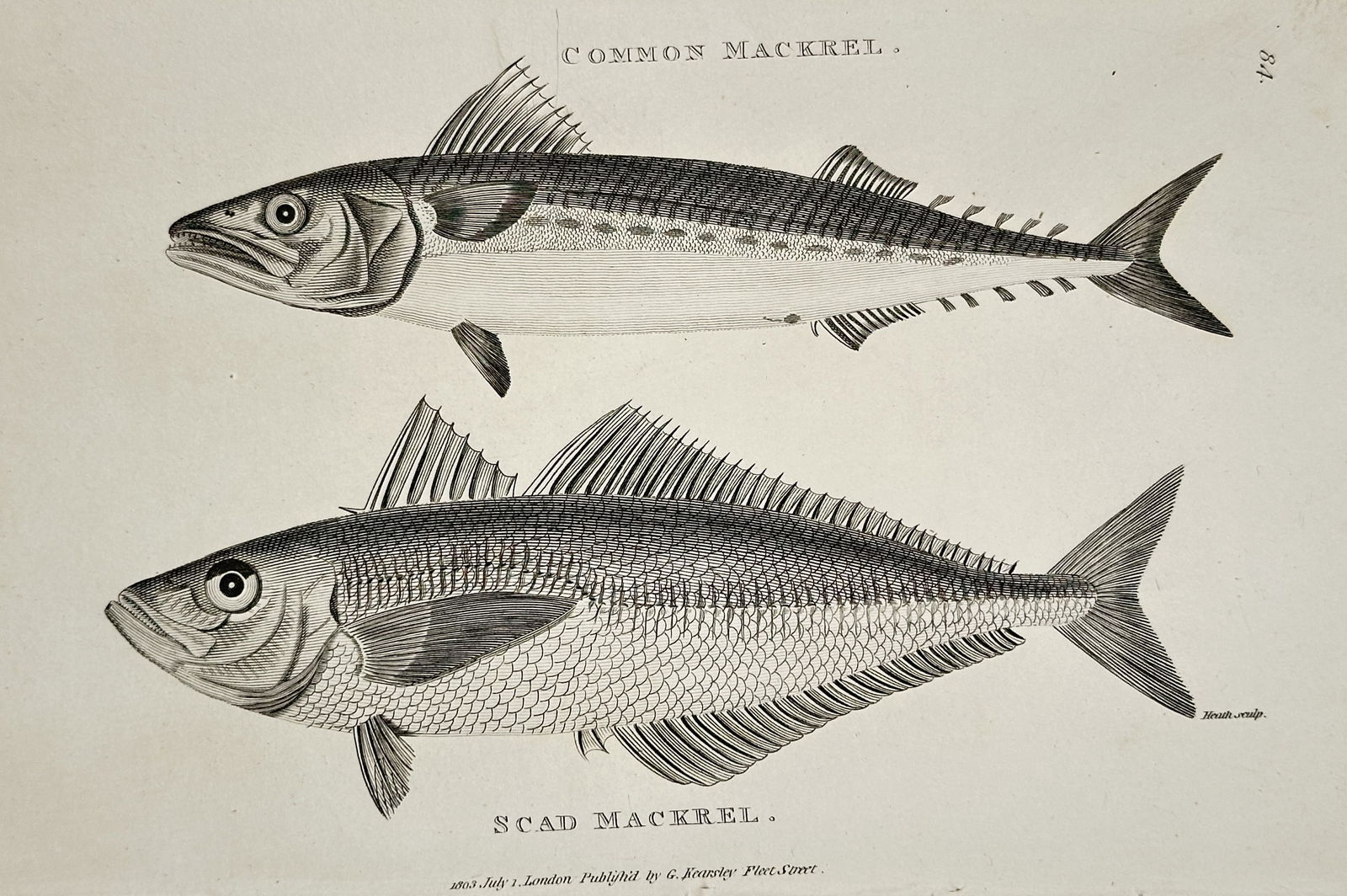 George Shaw (1751–1813) – Scad Mackrel and Common Mackrel – engraving (1803) (1 of 2)