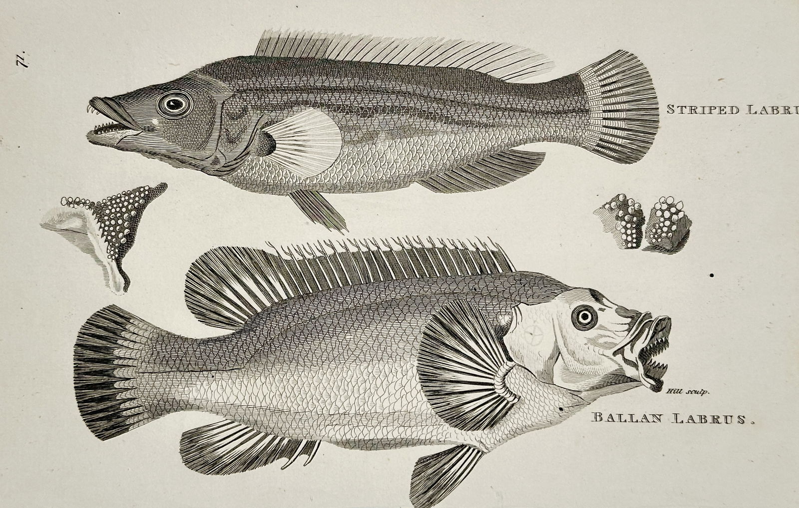 George Shaw (1751–1813) – Ballan Labrus and Striped Labrus – engraving (1803): This engraving depicts two distinct fish species, the Ballan Labrus (Labrus bergylta) and the Striped Labrus (likely Labrus mixtus), shown in profile against a plain background. The upper figure, the