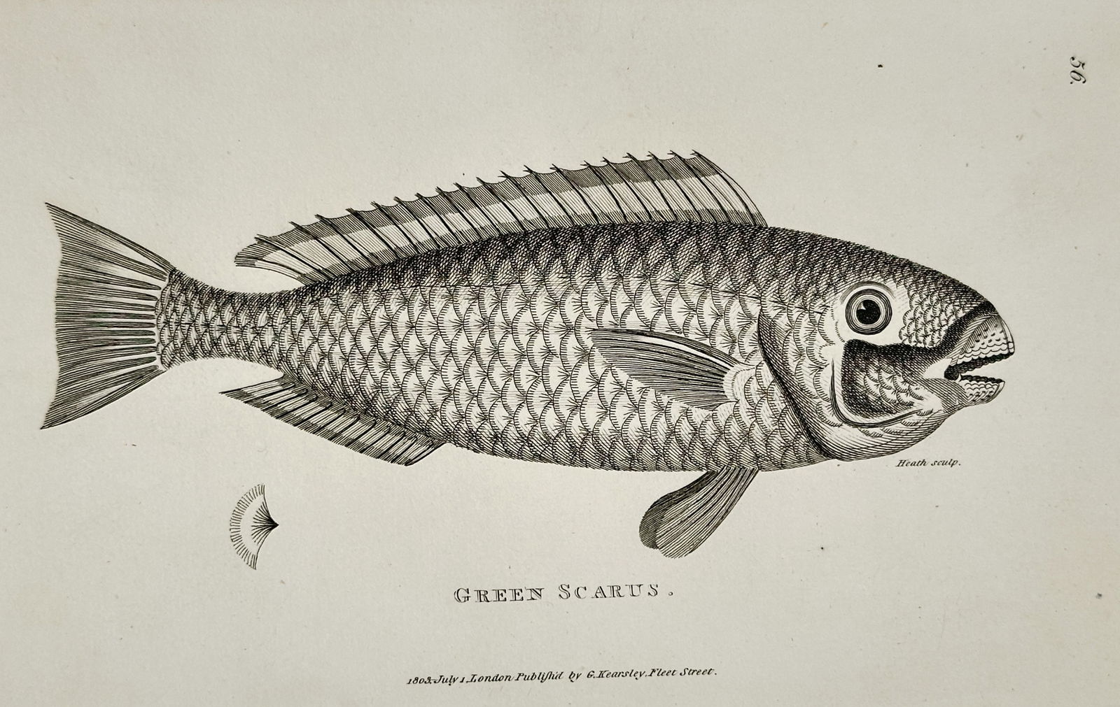 George Shaw (1751–1813) – Green Scarus – engraving (1803) (1 of 2)