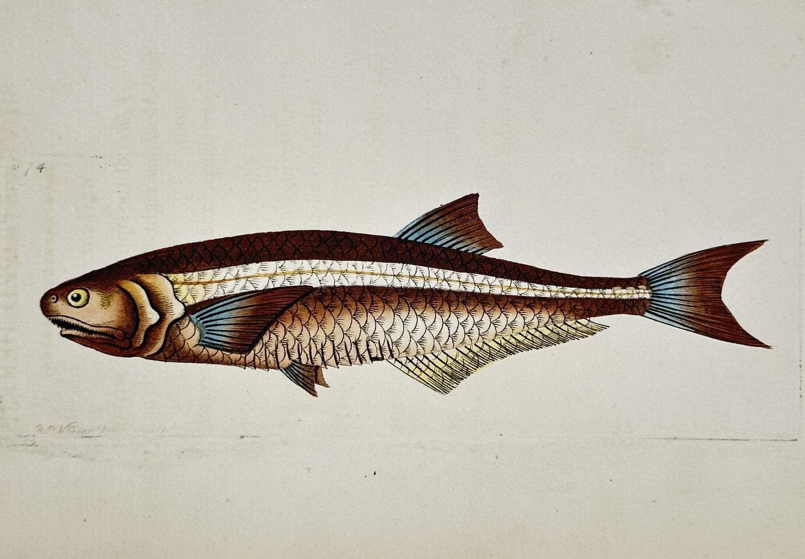 Richard Polydore Nodder (1774–1823) – Marine Fish Study – engraving (1805) (1 of 2)
