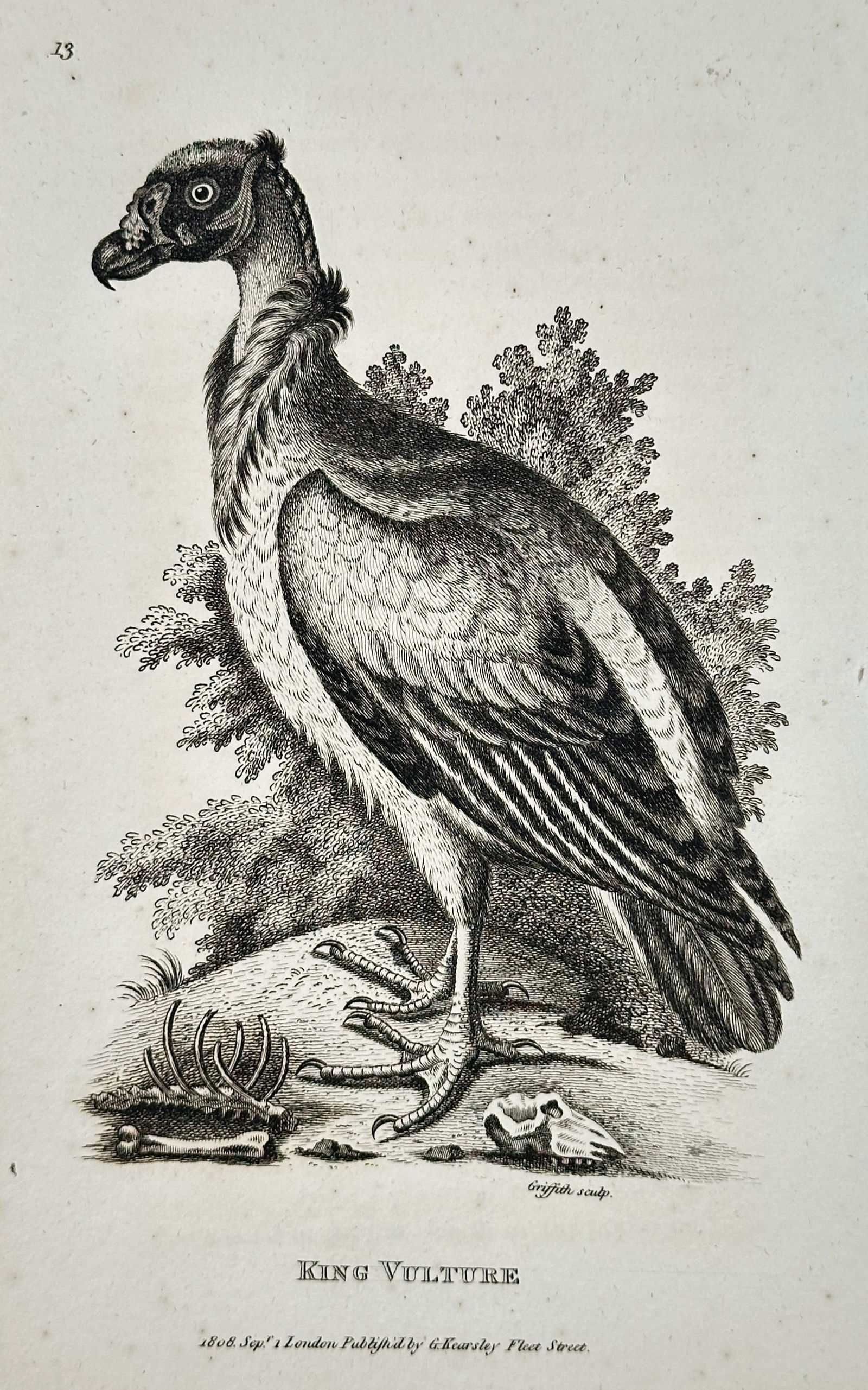George Shaw (1751–1813) – King Vulture – engraving (1808) (1 of 2)