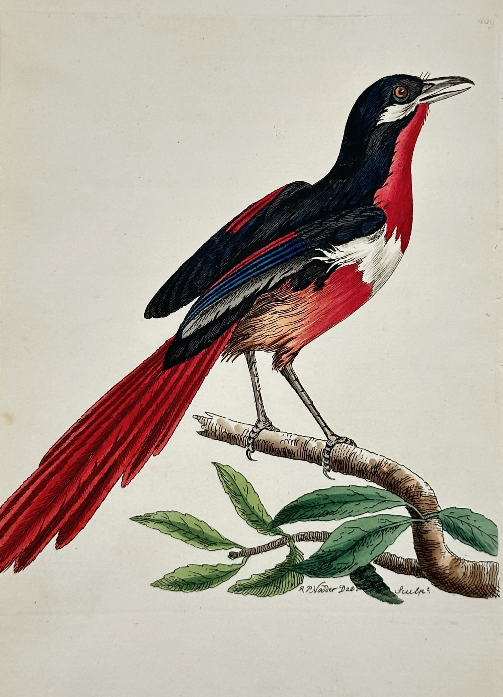 Richard Polydore Nodder (1774–1823) – Crimson-headed Bird of Paradise – engraving (1 of 2)
