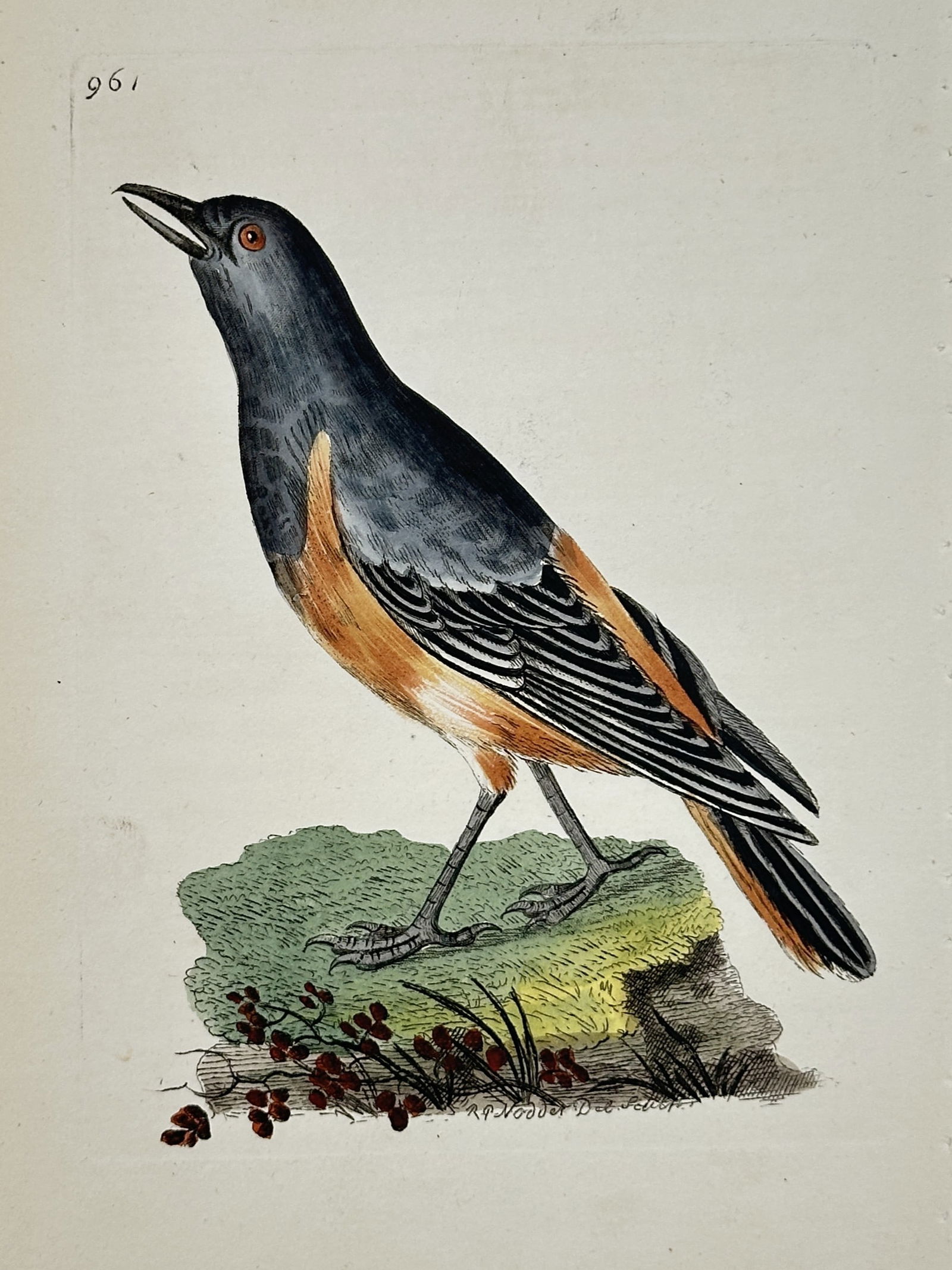 Richard Polydore Nodder (1774–1823) – Oriole Study – engraving (1812) (1 of 2)
