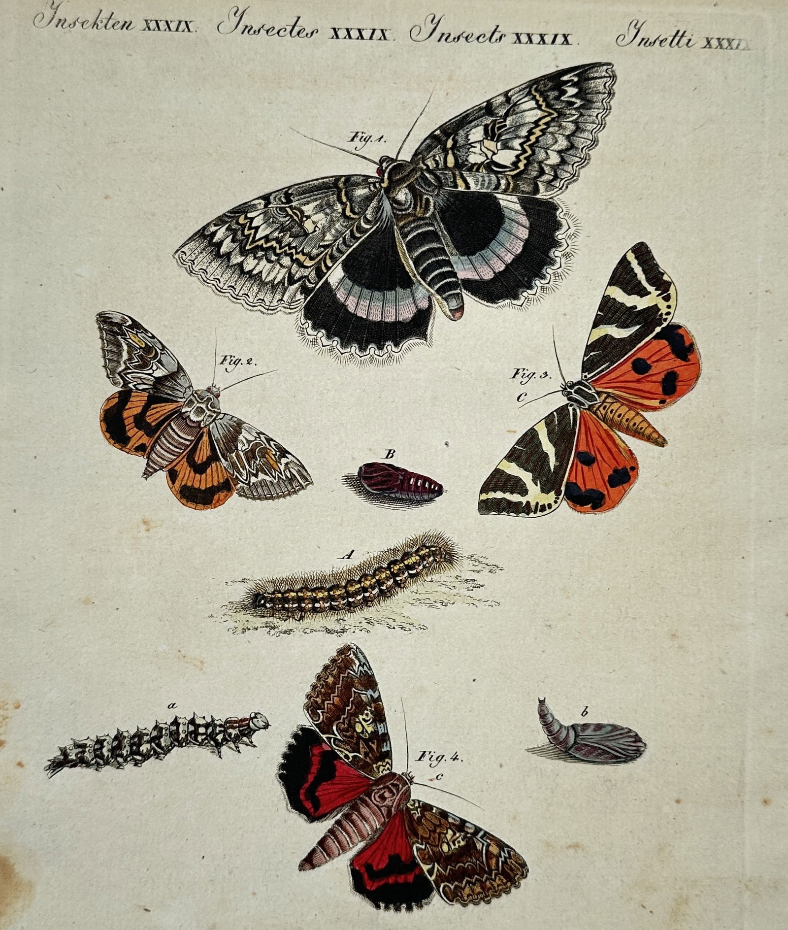 Friedrich Justin Bertuch (1747–1822) – Moths and caterpillars – hand-colored engraving (1805) (1 of 2)