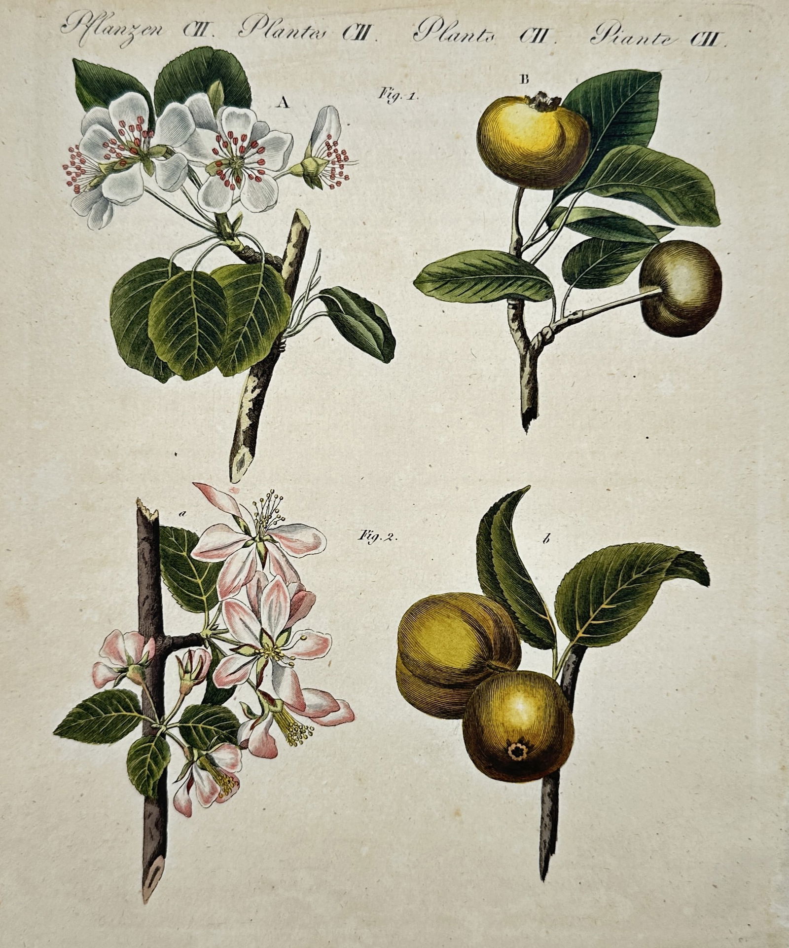 Friedrich Justin Bertuch (1747–1822) – Botanical illustrations of fruit and blossoms (1 of 2)