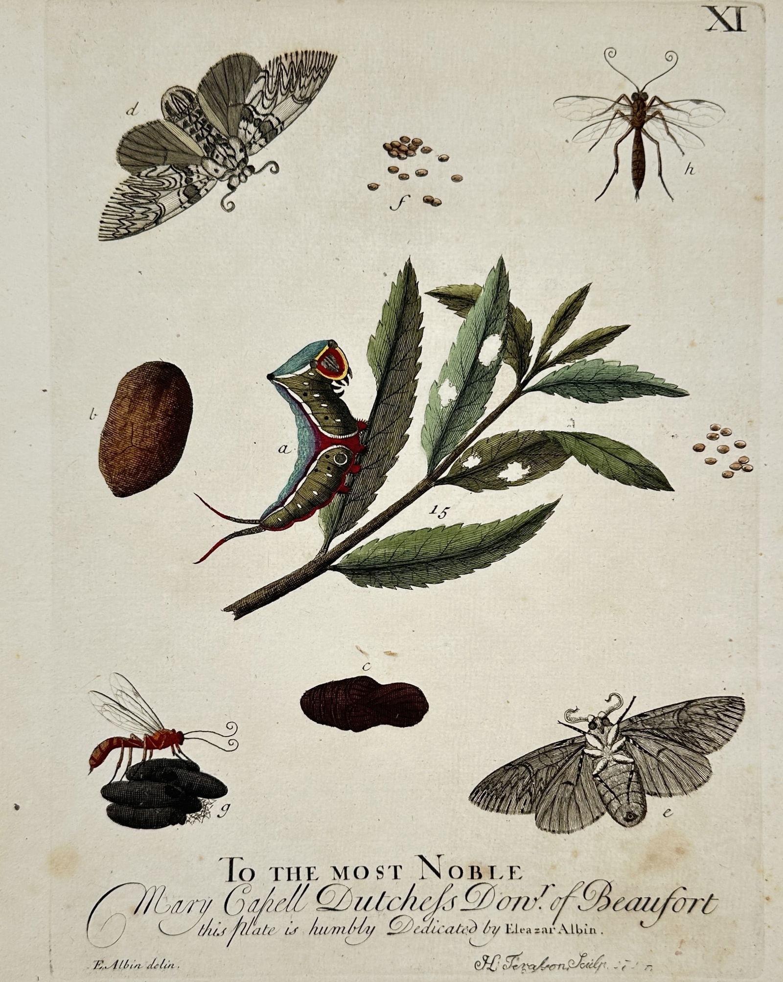 Eleazar Albin (active 1713–1759) – Puss Moth and other insects – Hand-colored engraving (1 of 2)