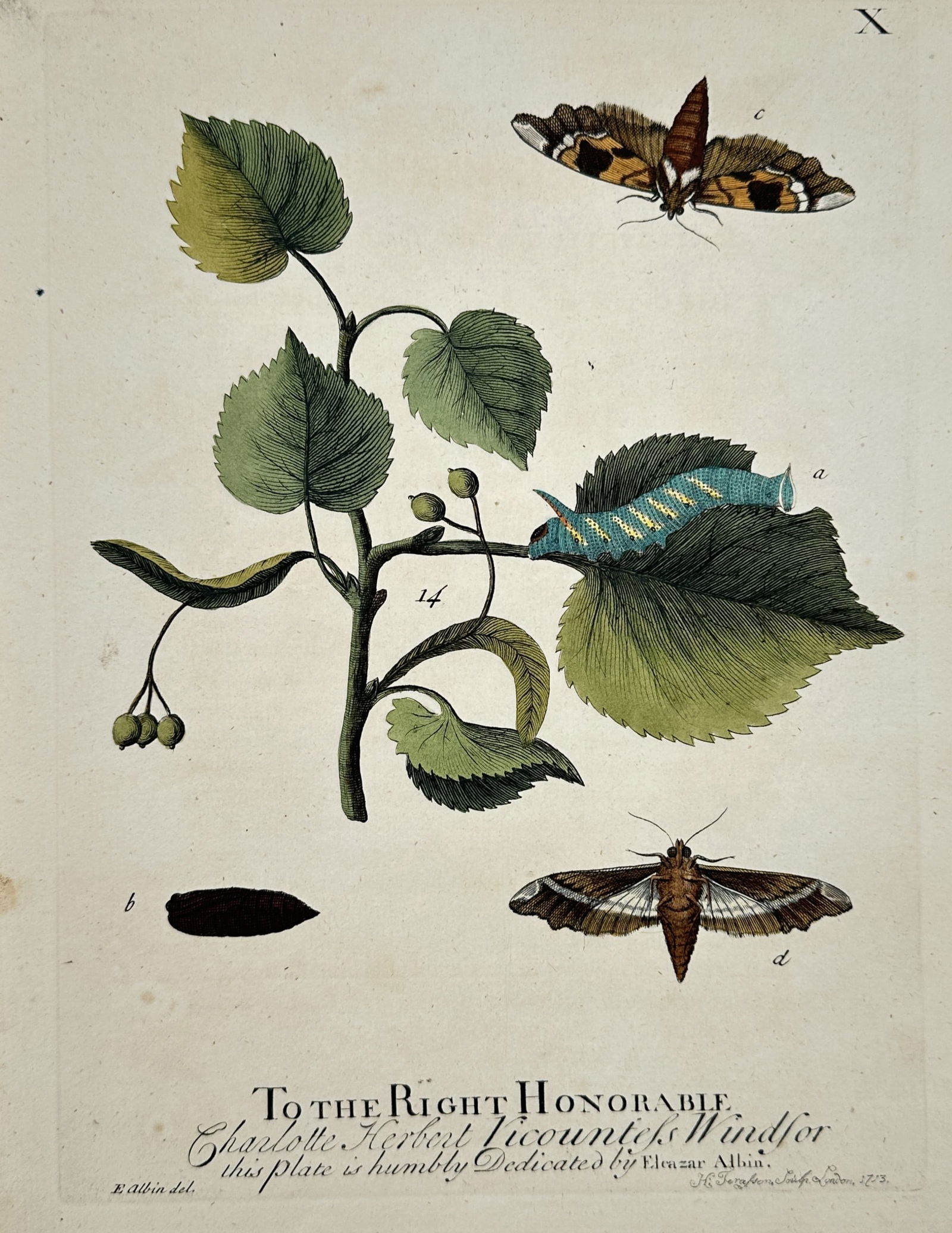 Eleazar Albin (active 1713–1759) – Eyed Hawk-moth and other insects (1 of 2)