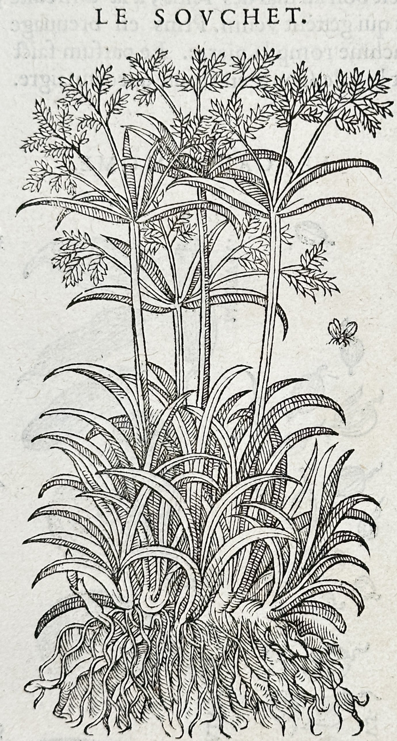Pietro Andrea Mattioli (1501–1577) – Sweet Cyperus and Galingale – woodcut (1 of 3)