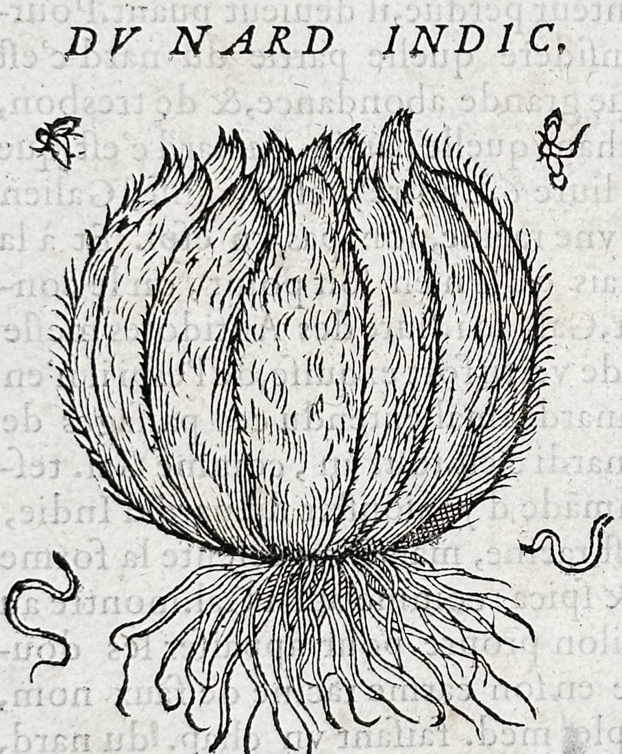 Pietro Andrea Mattioli (1501–1577) – Spikenard – woodcut (1572) (1 of 3)