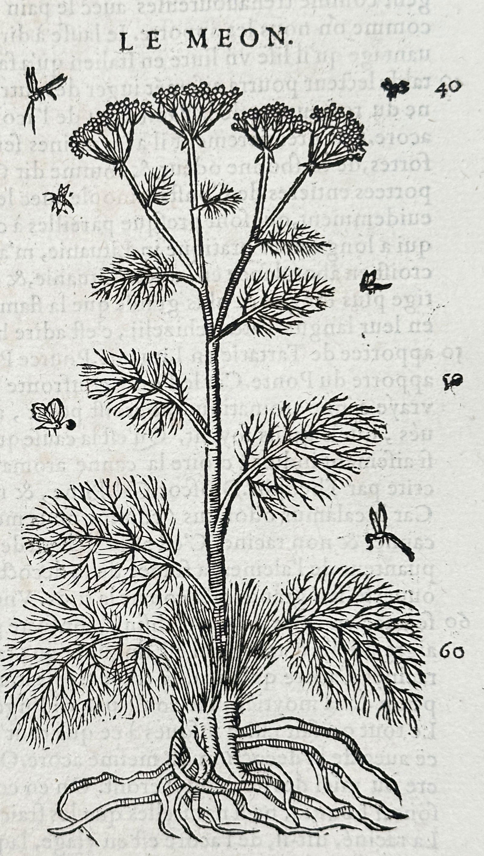 Pietro Andrea Mattioli (1501–1577) – Meon – woodcut (1572) (1 of 3)