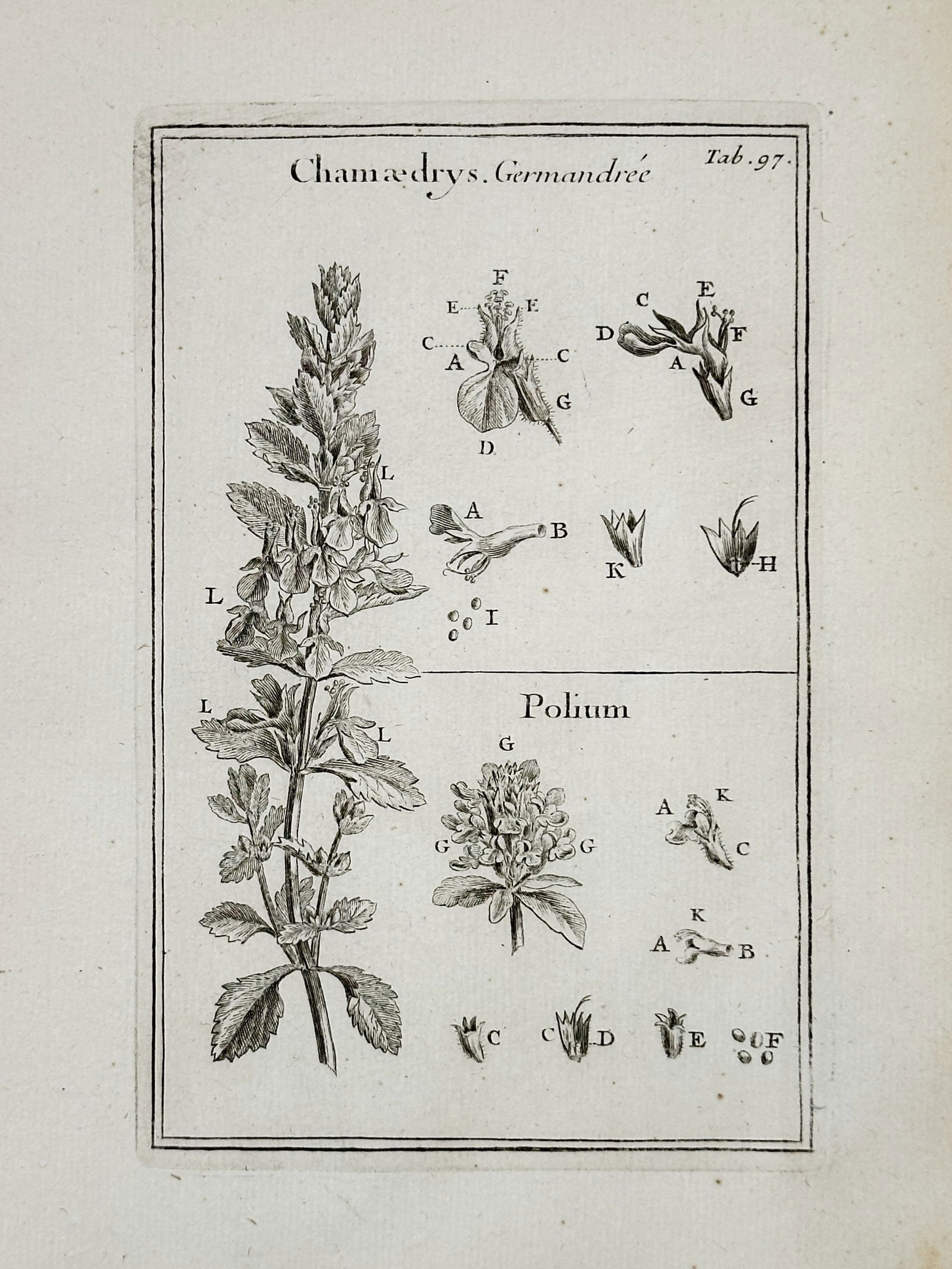 Joseph Pitton de Tournefort (1656–1708) – Botanical studies of Germander and Polium (1 of 2)
