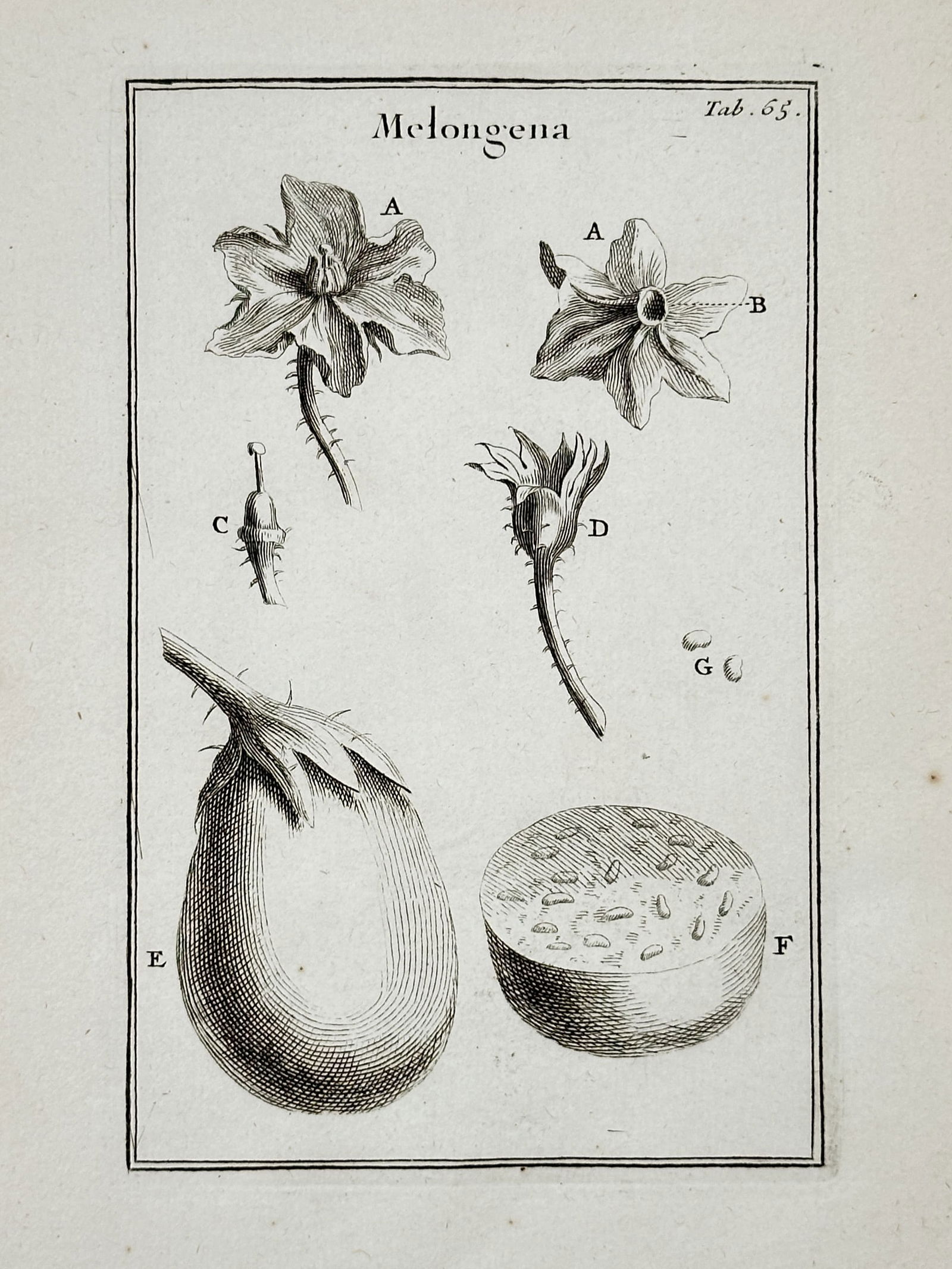 Joseph Pitton de Tournefort (1656–1708) – Botanical studies of Eggplant – engraving (1 of 2)