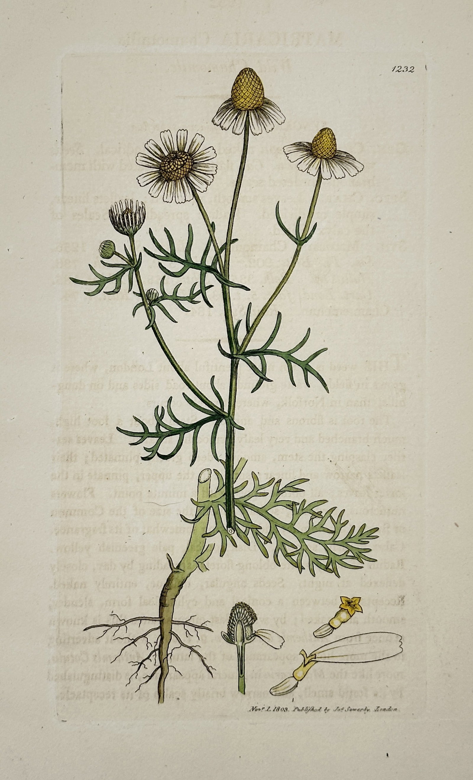 James Sowerby (1757-1822) – Wild chamomile – Hand-coloured engraving (1803) (1 of 2)