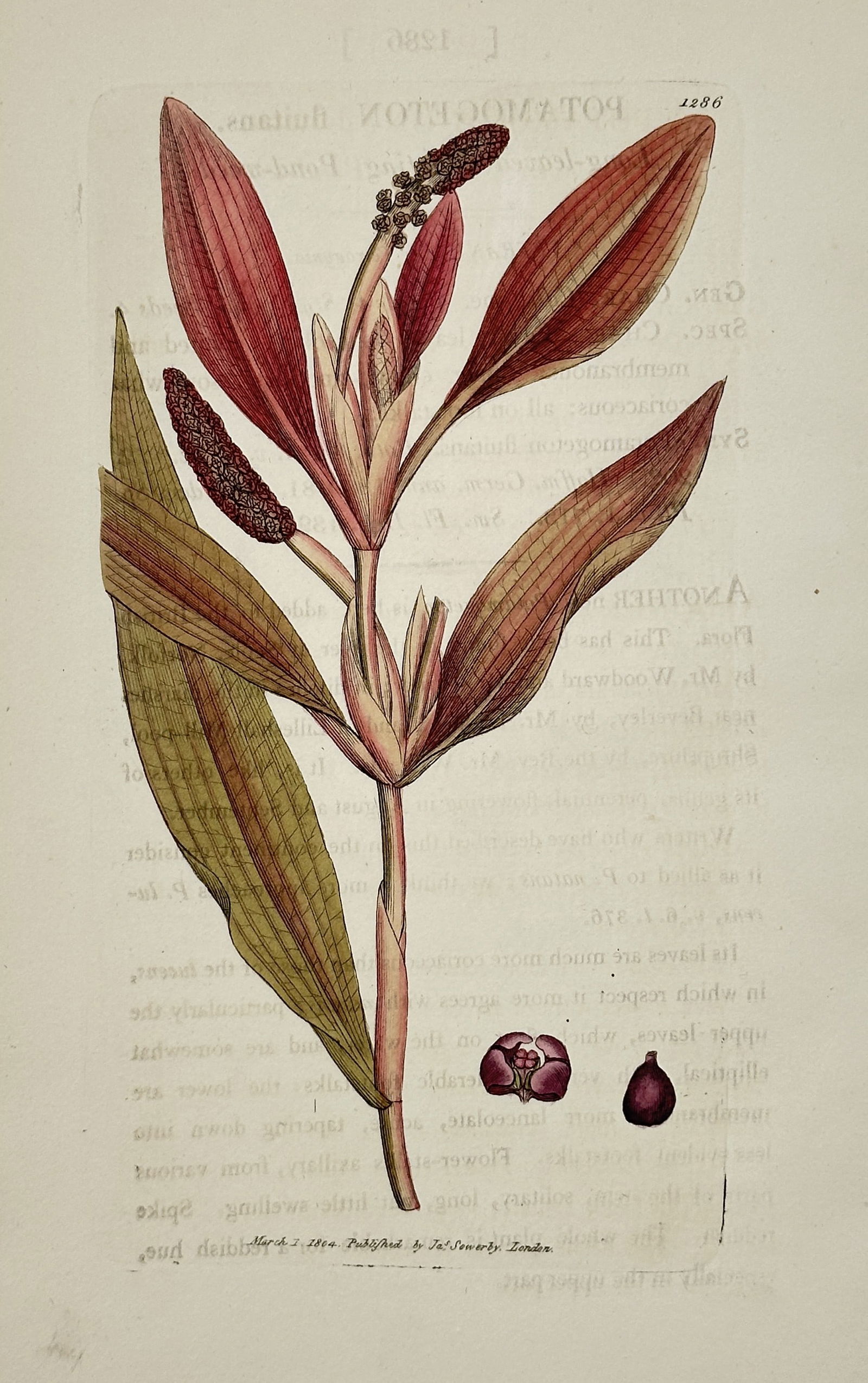 James Sowerby (1757-1822) – Reddish pondweed – Hand-coloured engraving (1804) (1 of 2)