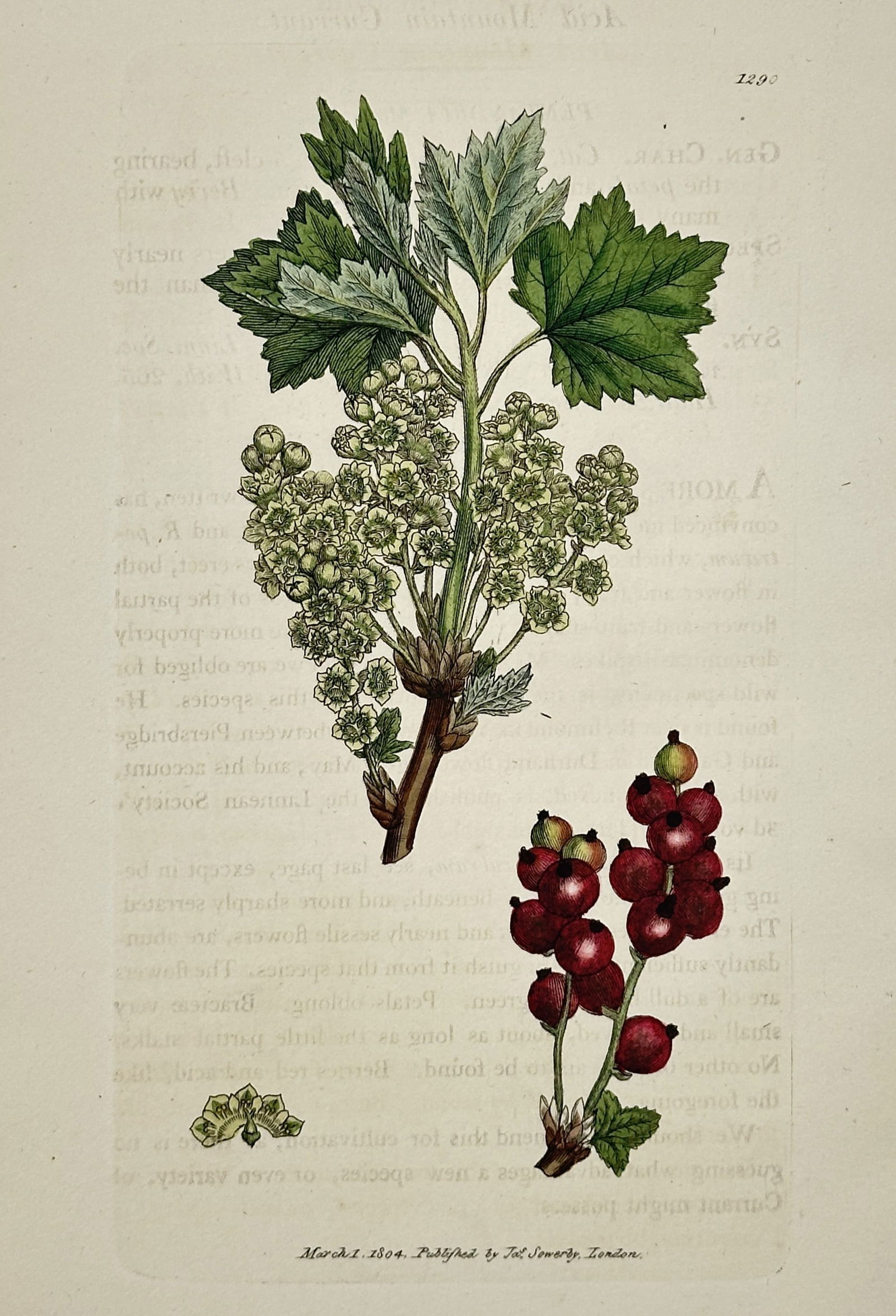 James Sowerby (1757-1822) – Acid mountain currant – Hand-coloured engraving (1804) (1 of 2)